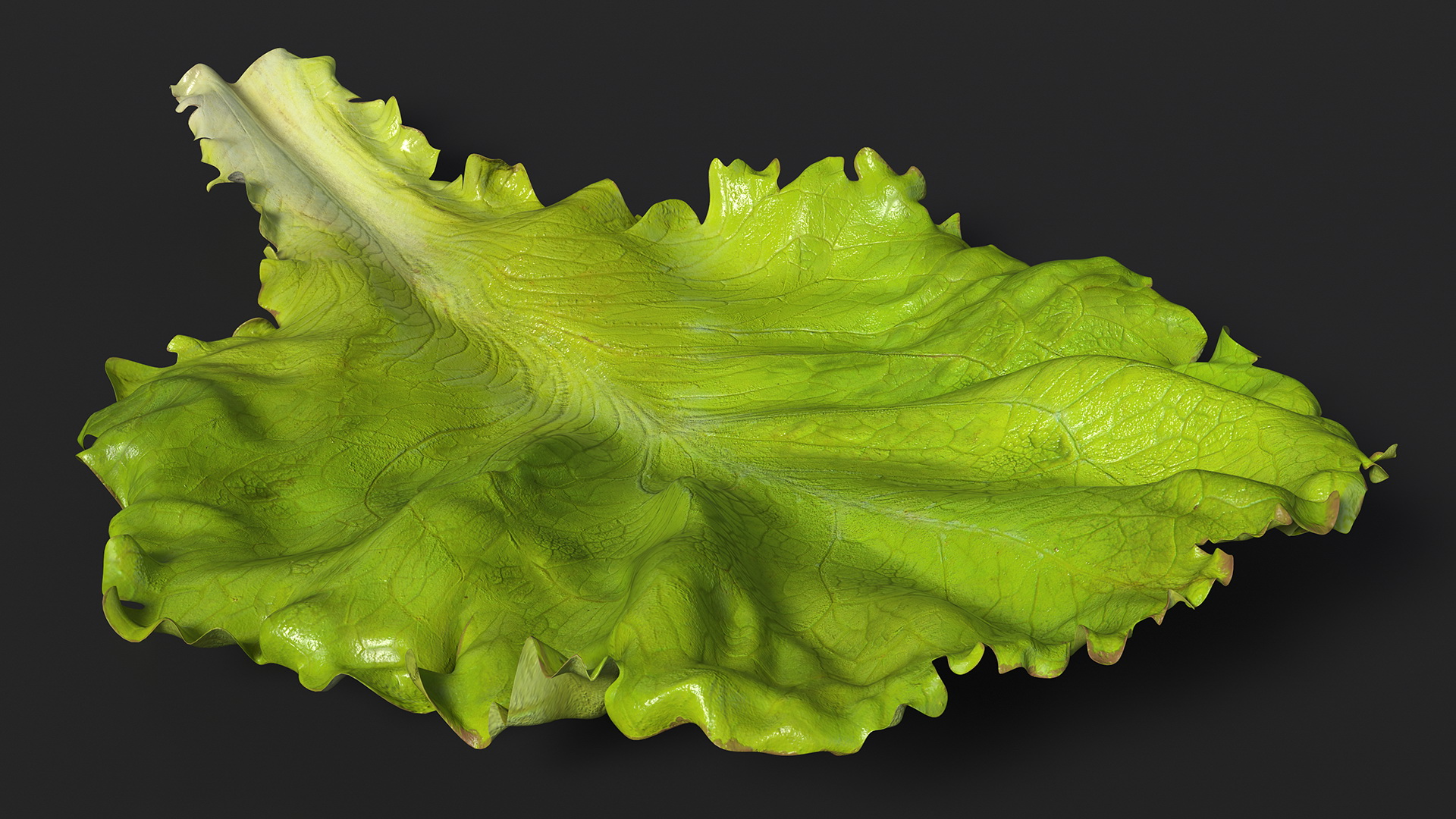 Realistic Lettuce Leaf 3D