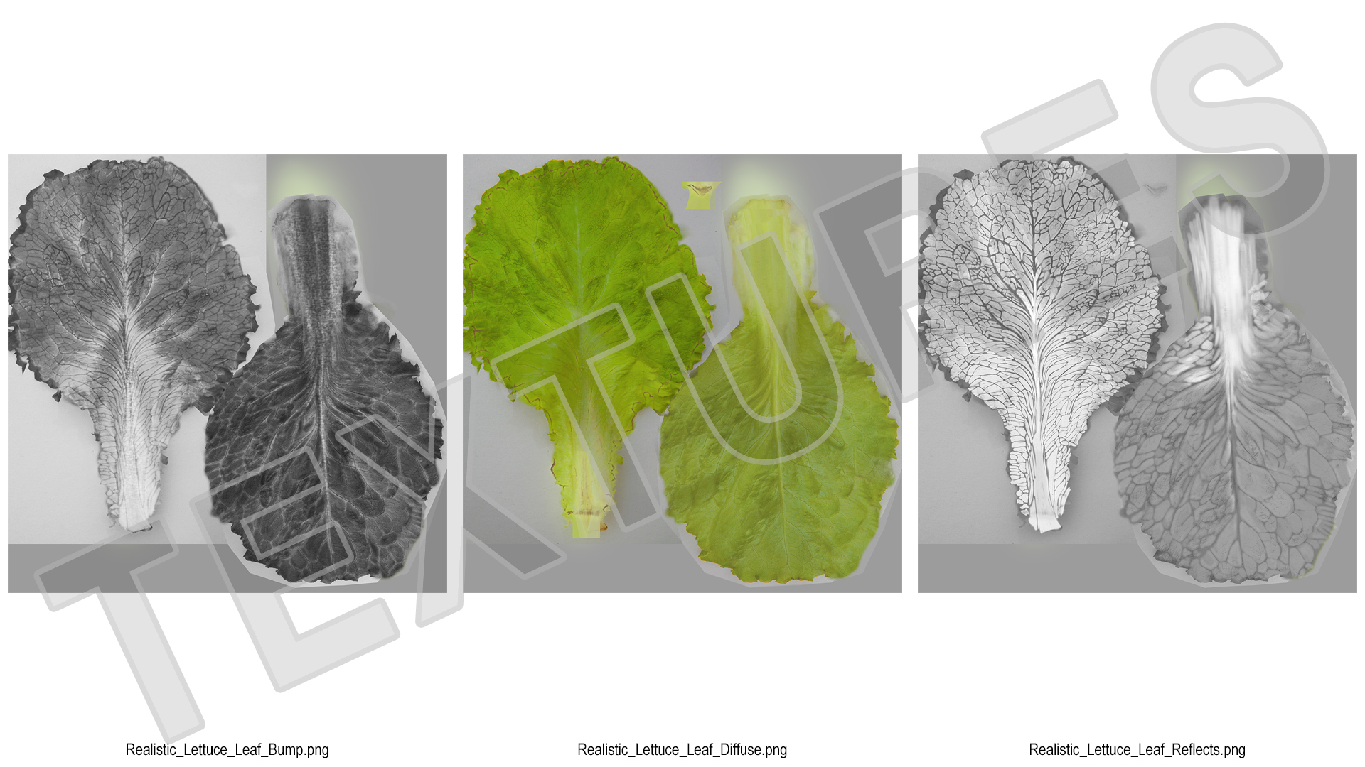 Realistic Lettuce Leaf 3D