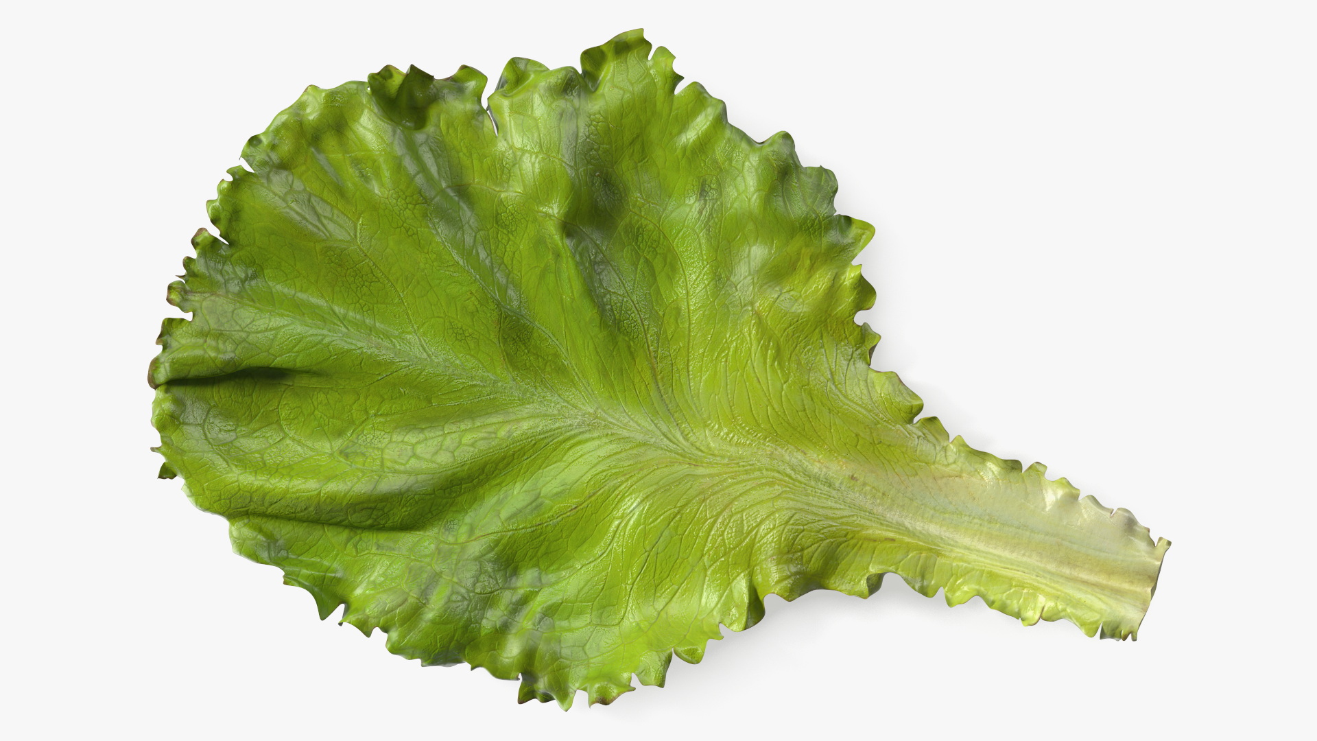 Realistic Lettuce Leaf 3D