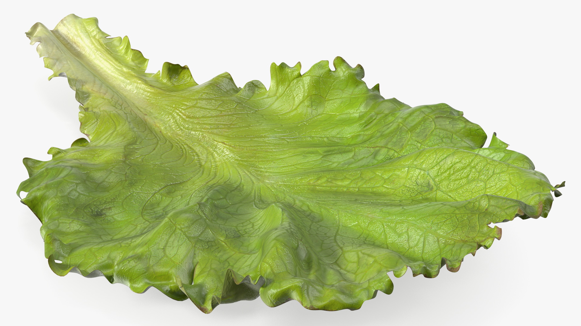 Realistic Lettuce Leaf 3D