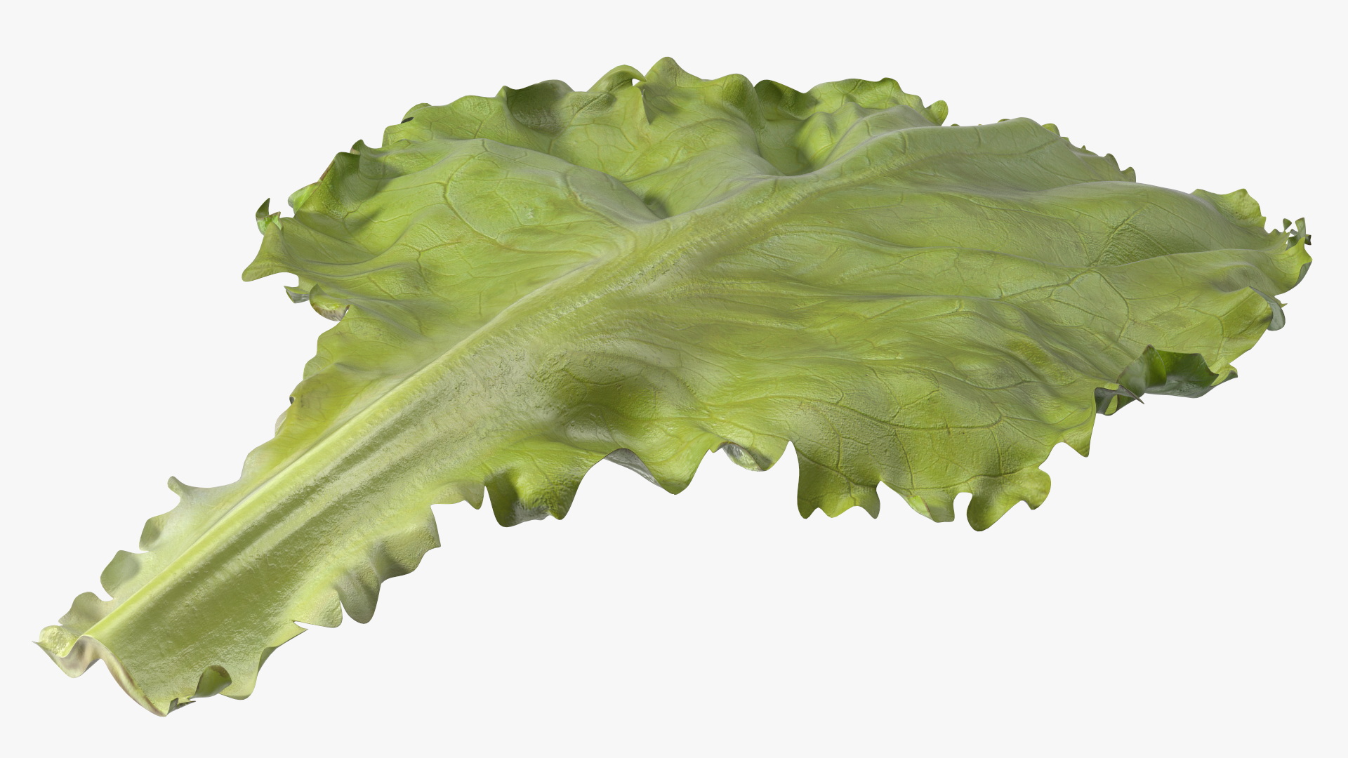 Realistic Lettuce Leaf 3D