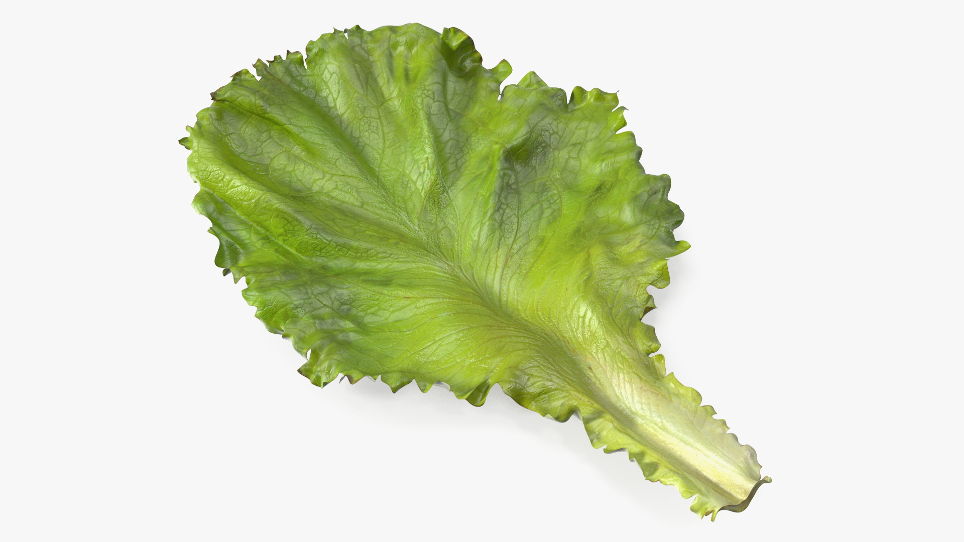 Realistic Lettuce Leaf 3D