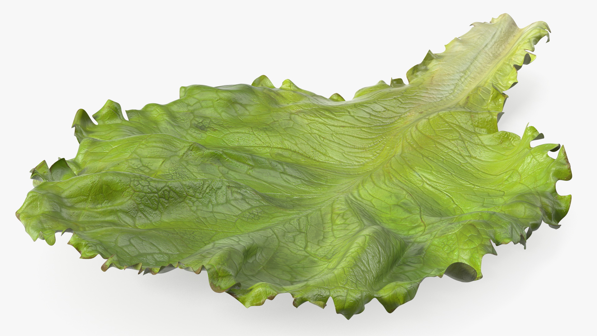 Realistic Lettuce Leaf 3D