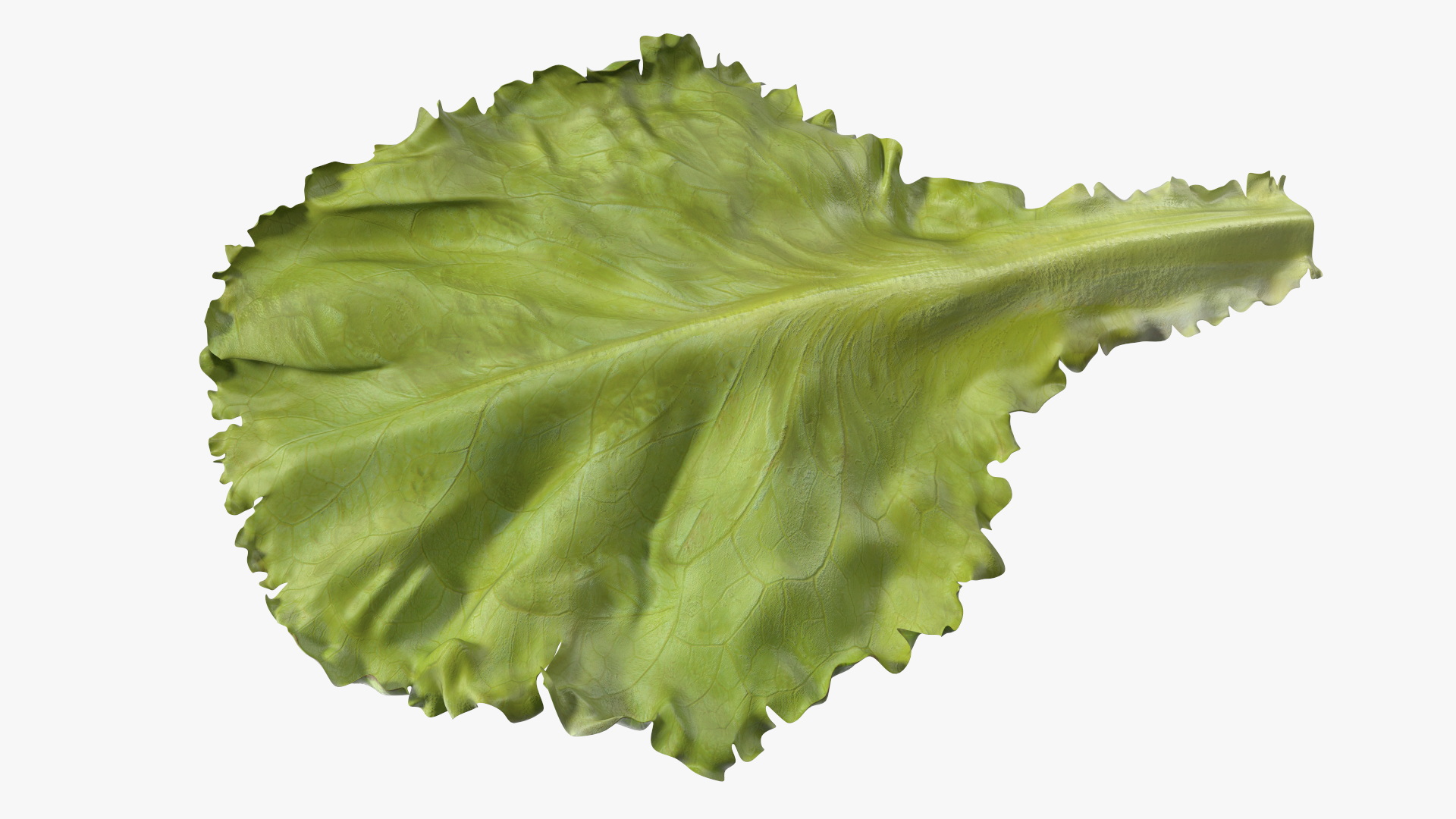 Realistic Lettuce Leaf 3D