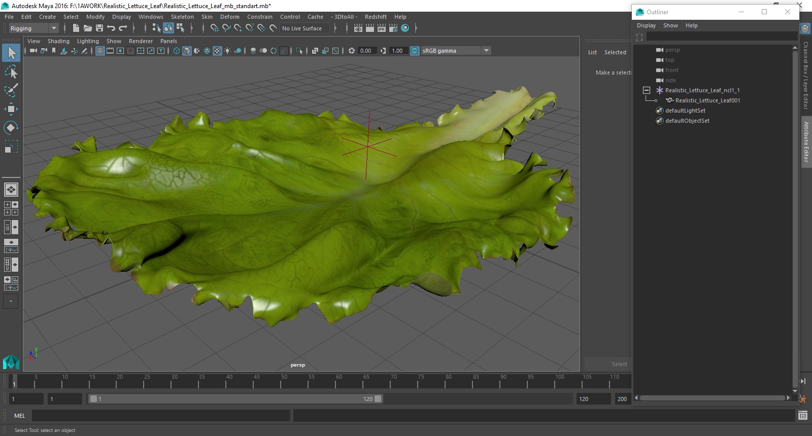 Realistic Lettuce Leaf 3D