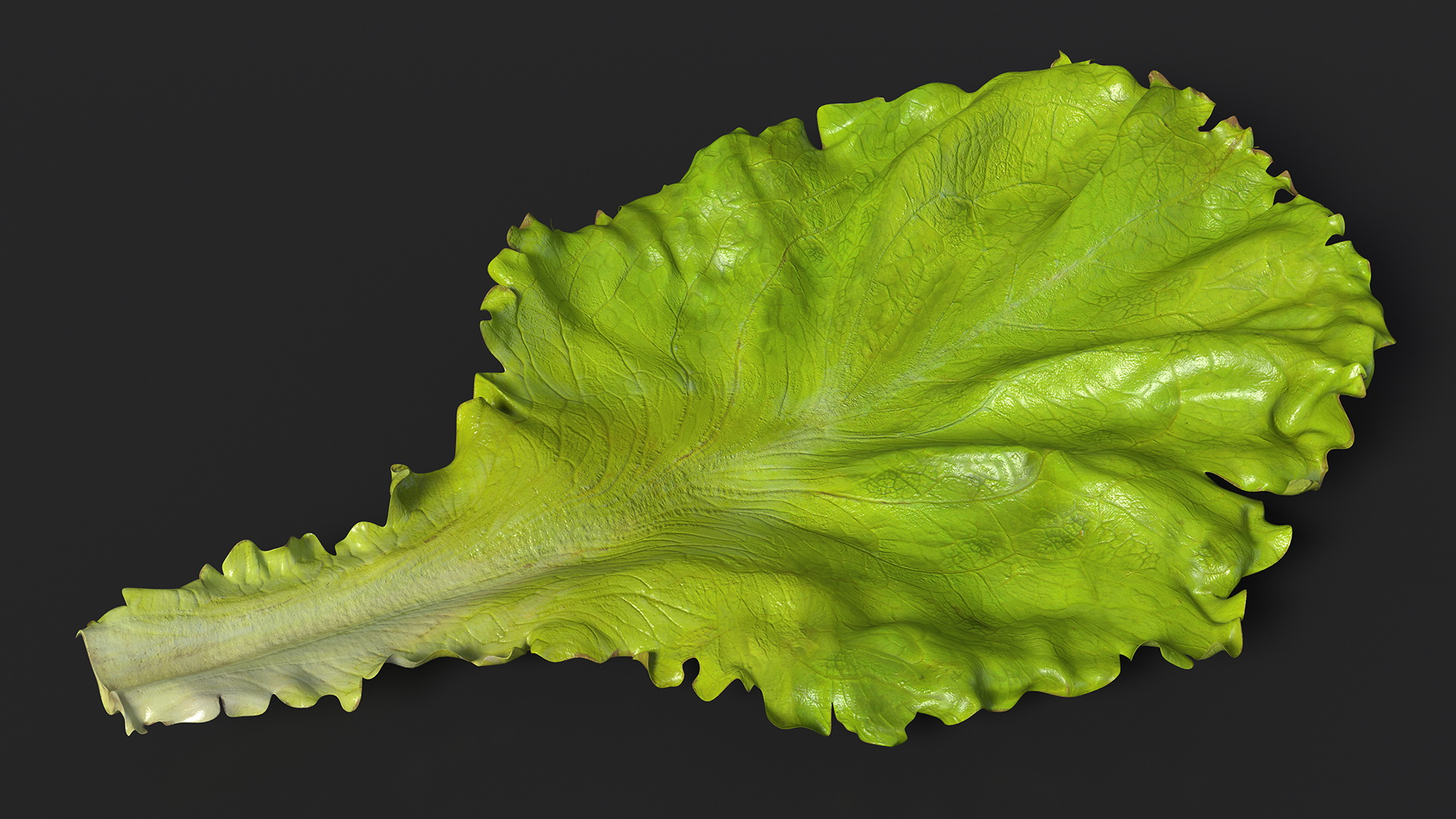 Realistic Lettuce Leaf 3D