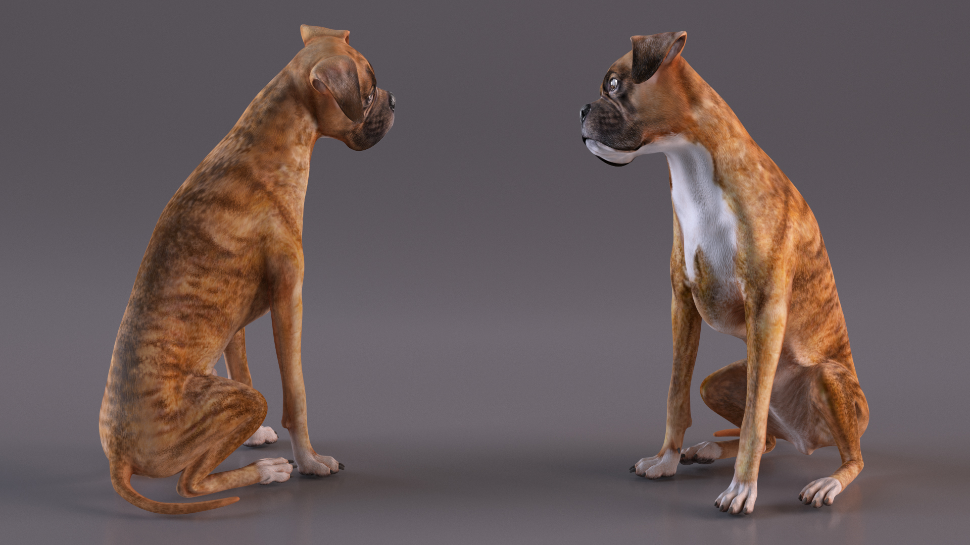 3D Sitting Dog Boxer Tiger Colored