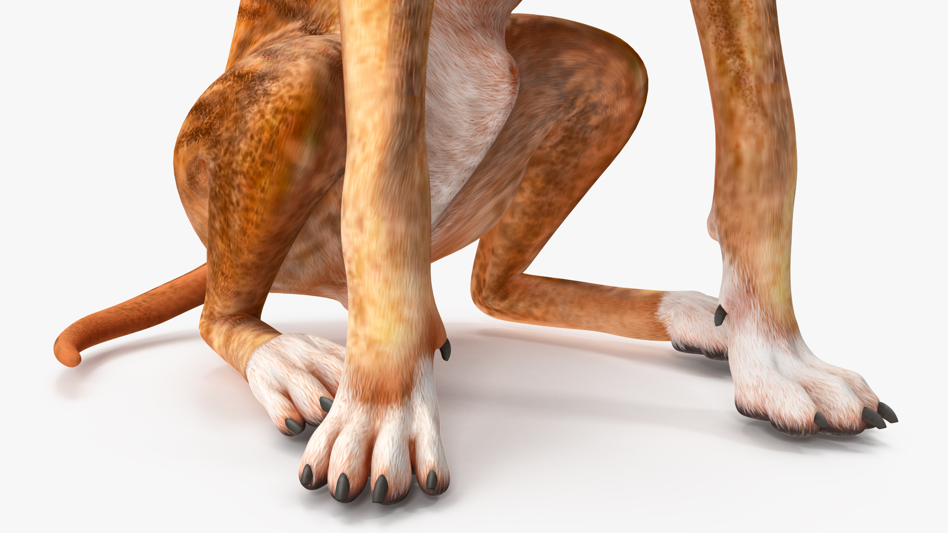 3D Sitting Dog Boxer Tiger Colored