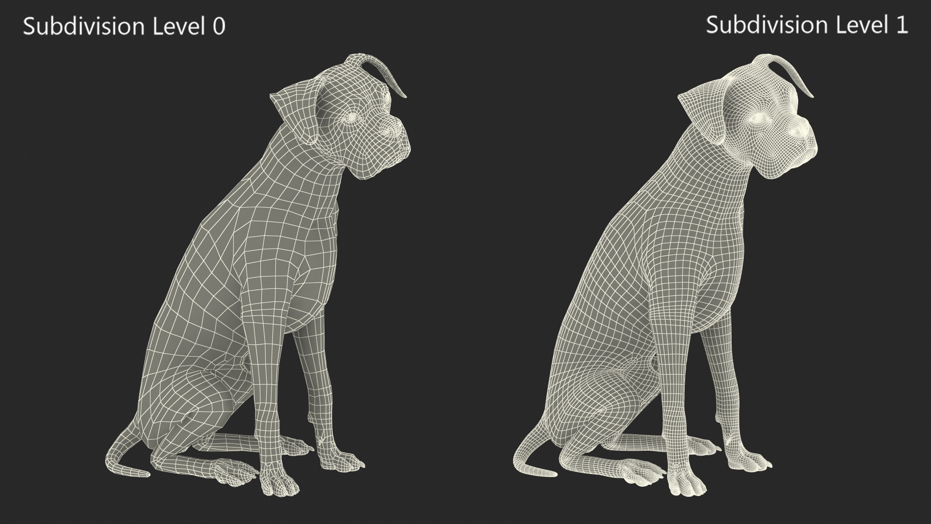 3D Sitting Dog Boxer Tiger Colored