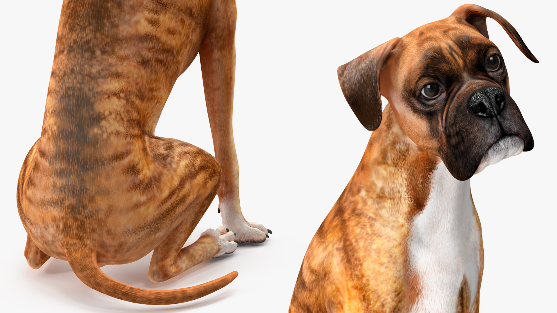 3D Sitting Dog Boxer Tiger Colored