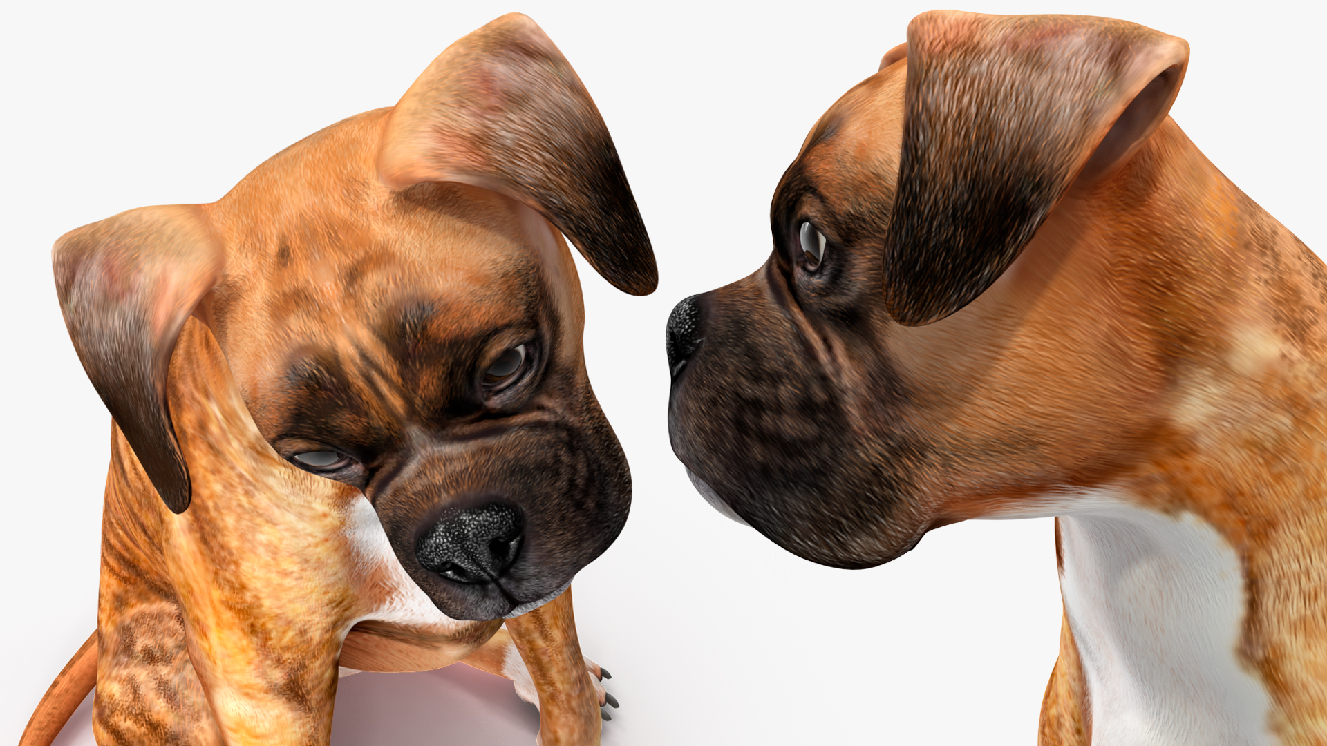 3D Sitting Dog Boxer Tiger Colored