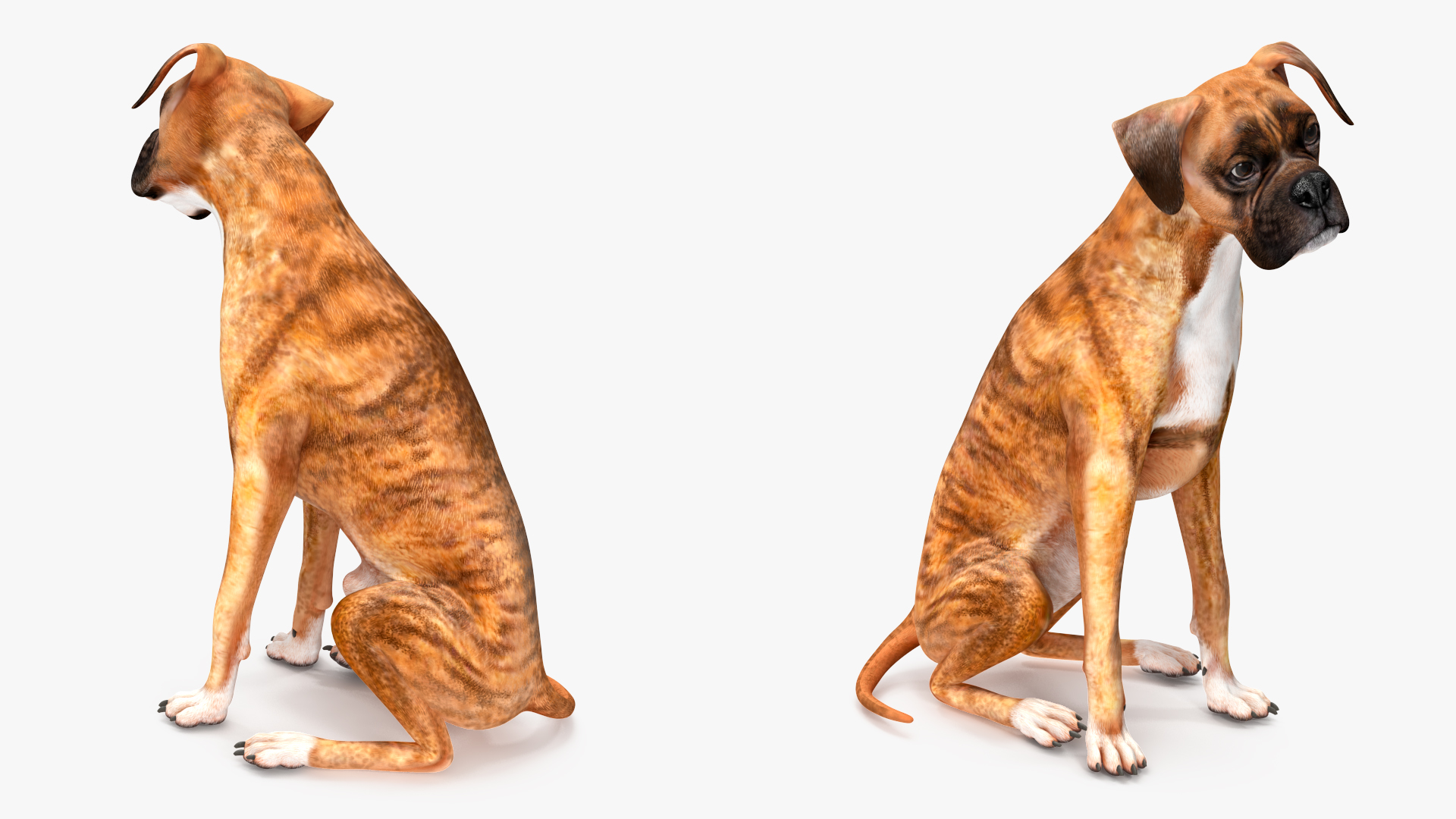 3D Sitting Dog Boxer Tiger Colored