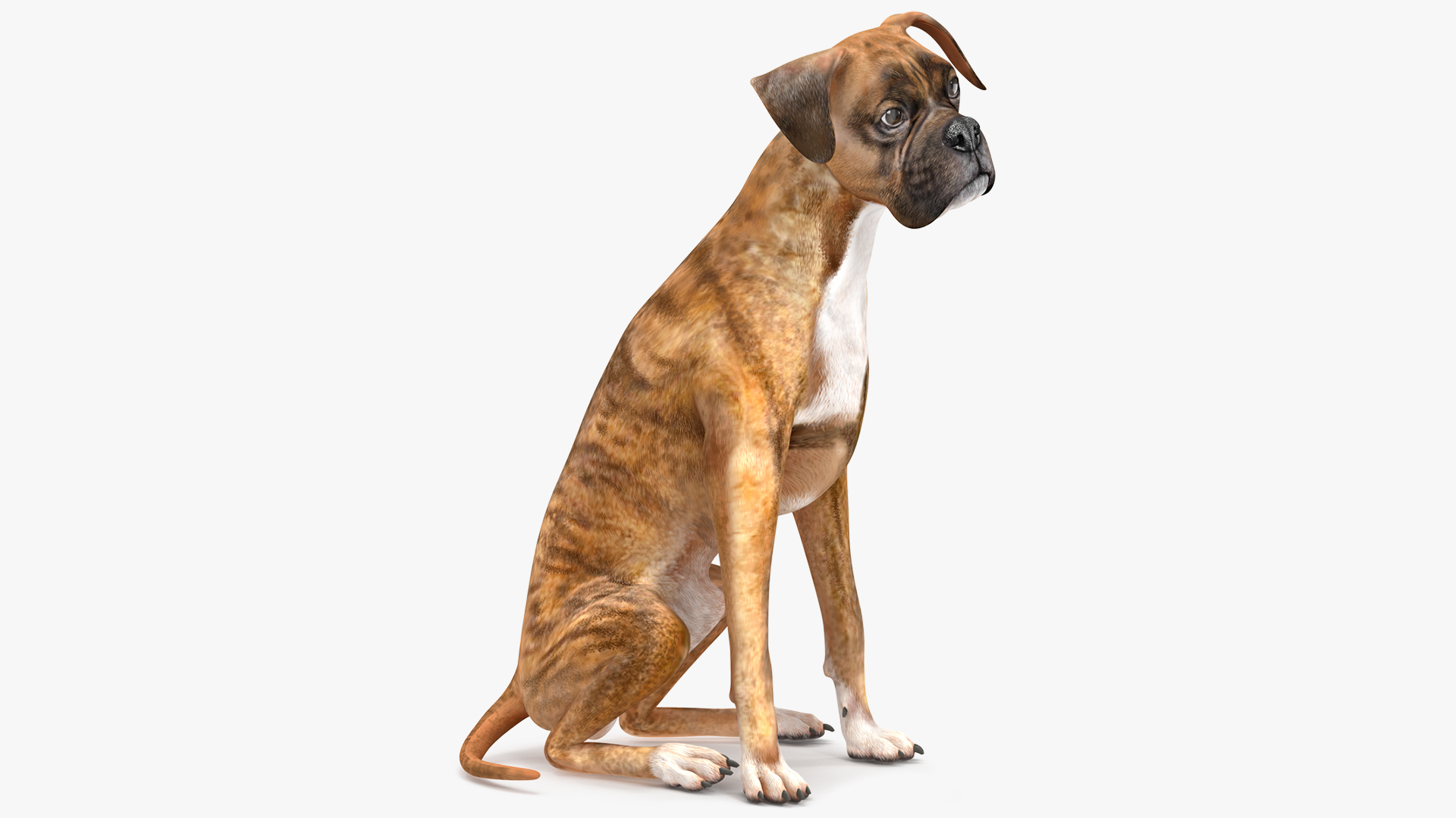 3D Sitting Dog Boxer Tiger Colored