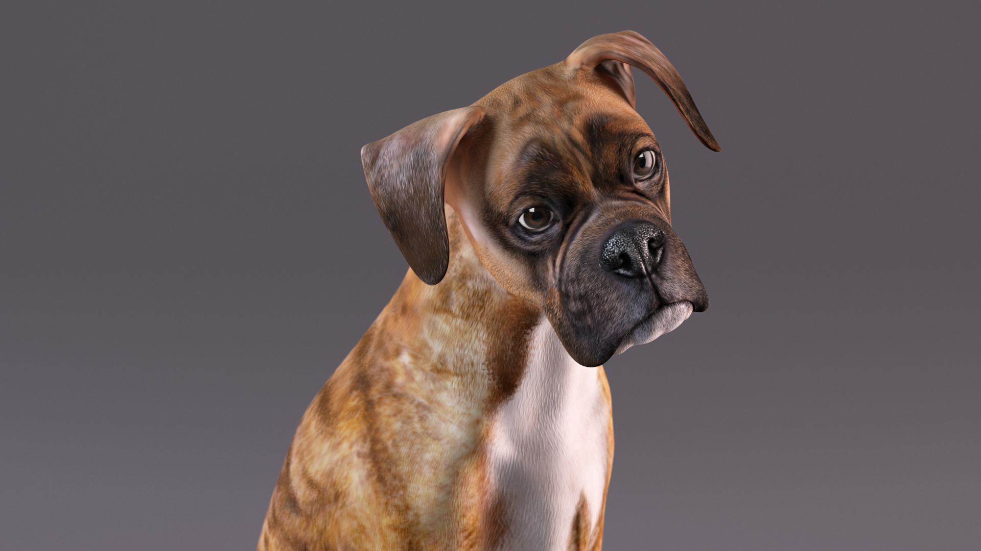 3D Sitting Dog Boxer Tiger Colored