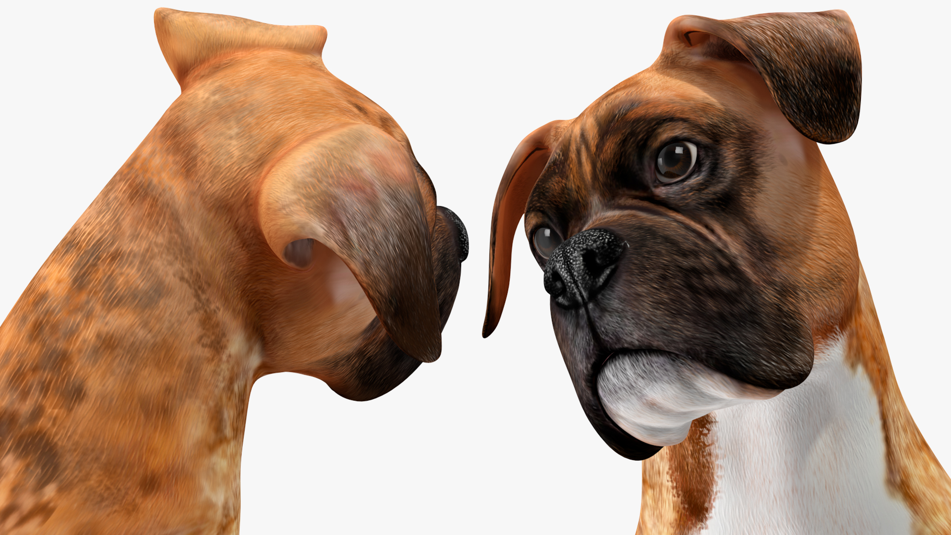 3D Sitting Dog Boxer Tiger Colored