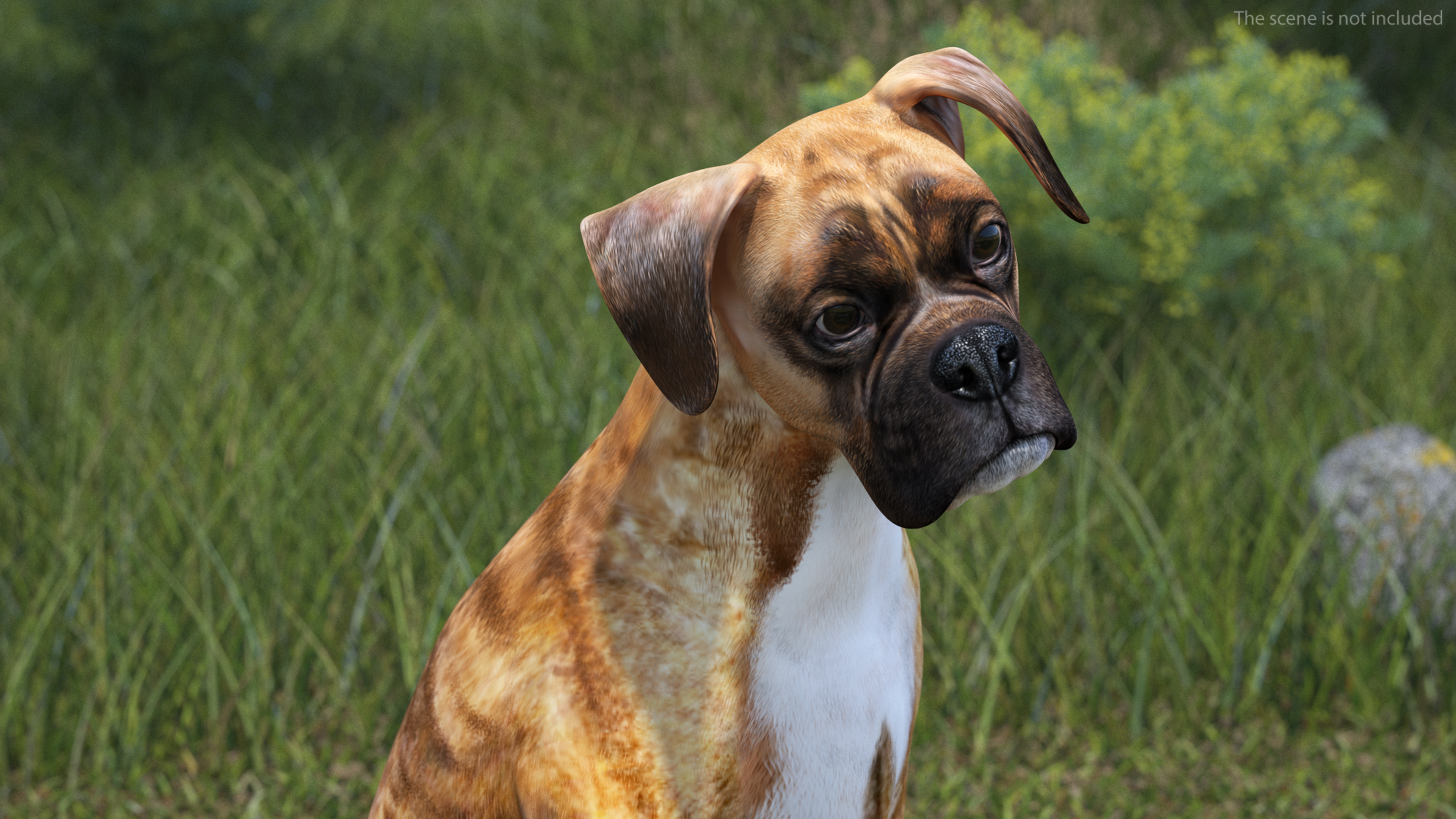 3D Sitting Dog Boxer Tiger Colored