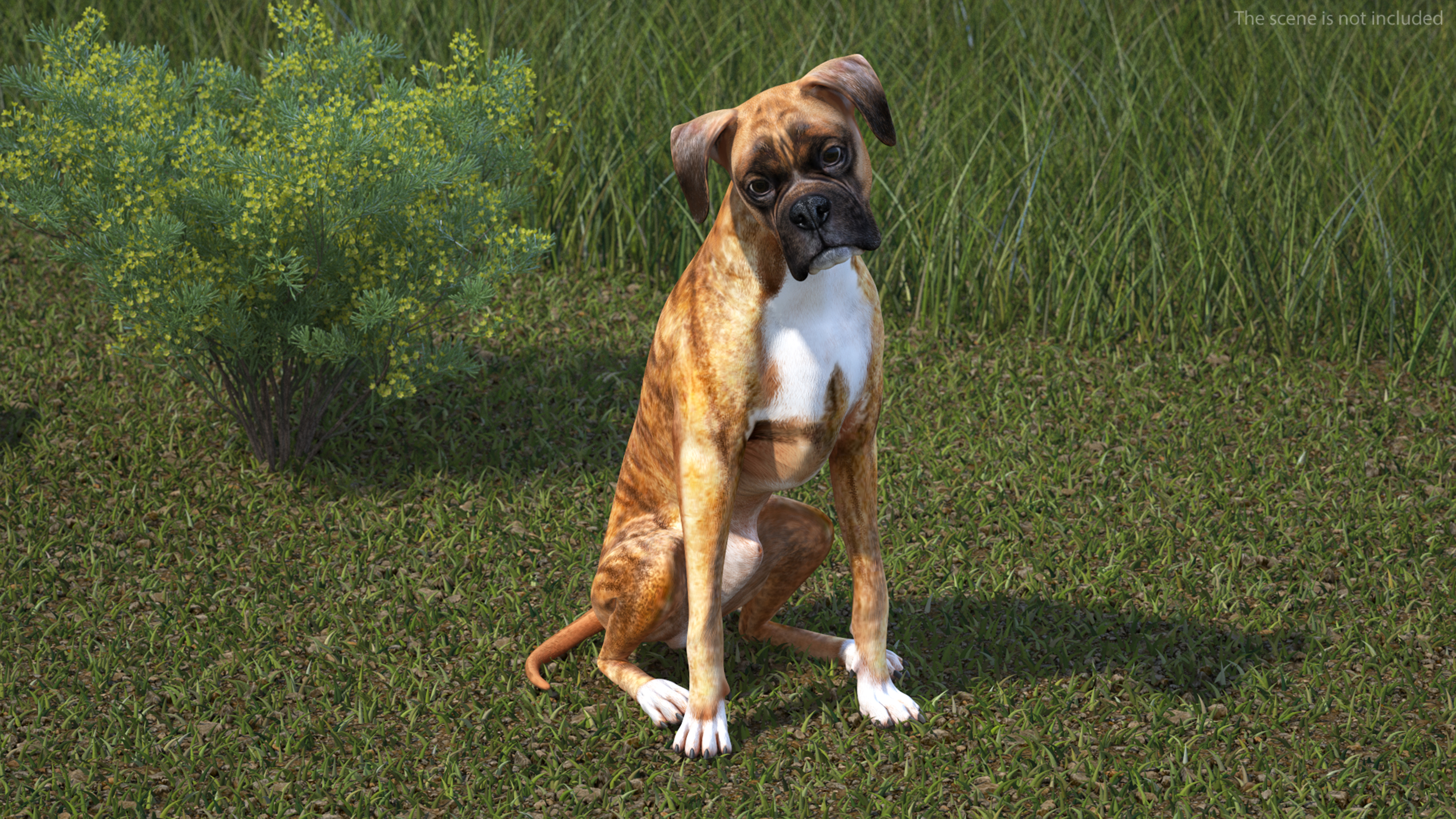 3D Sitting Dog Boxer Tiger Colored