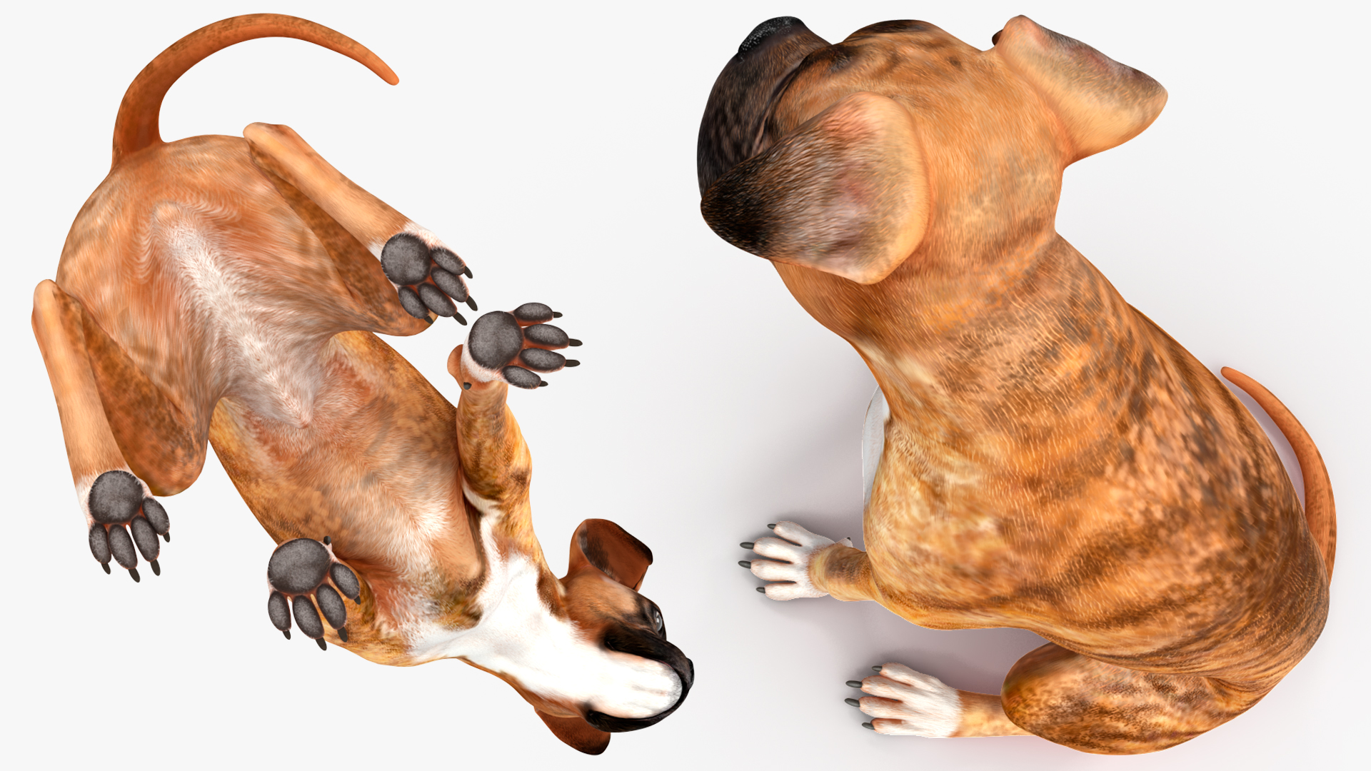 3D Sitting Dog Boxer Tiger Colored