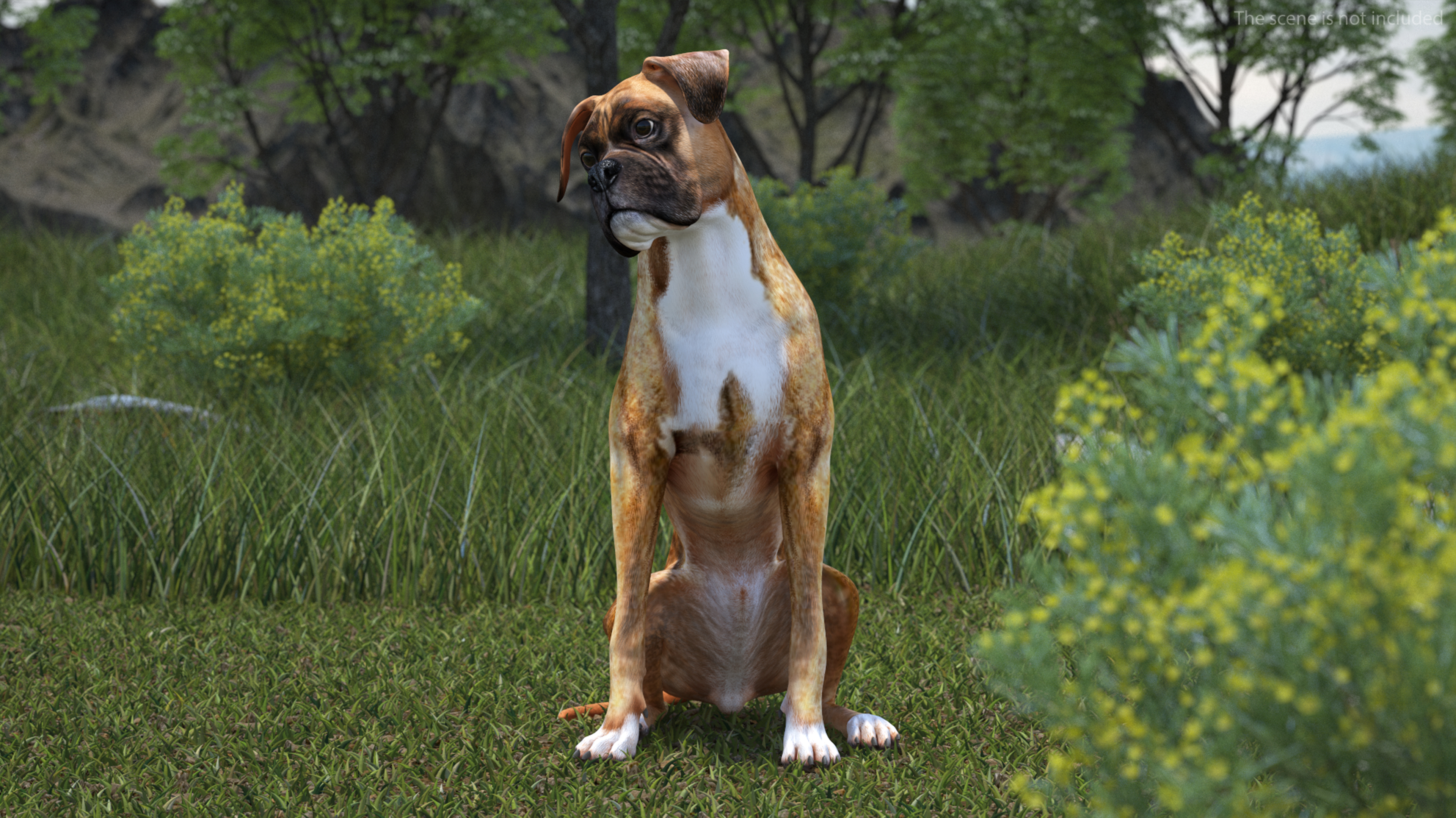 3D Sitting Dog Boxer Tiger Colored