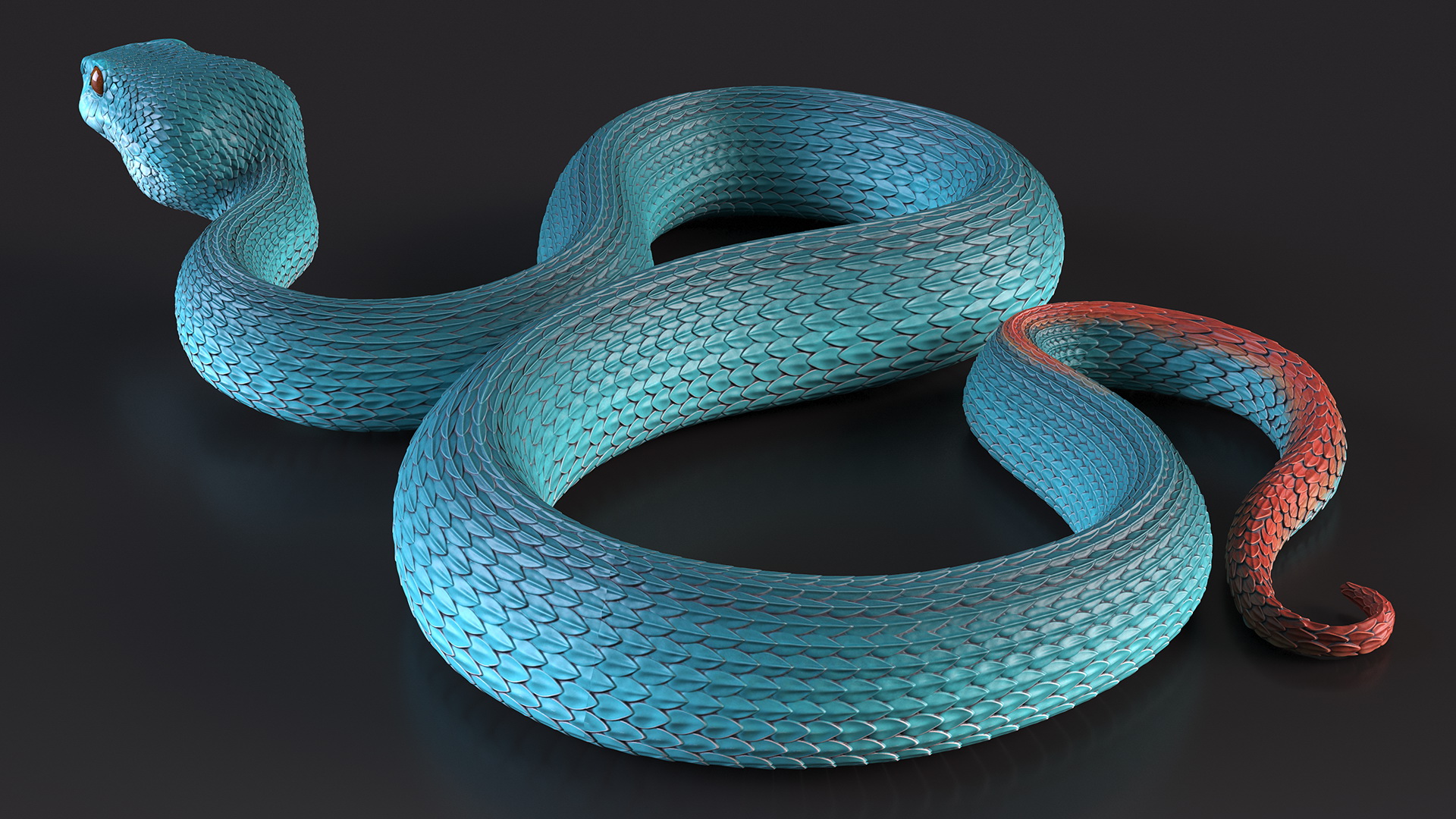 Creeping Blue Viper Trimeresurus 3D