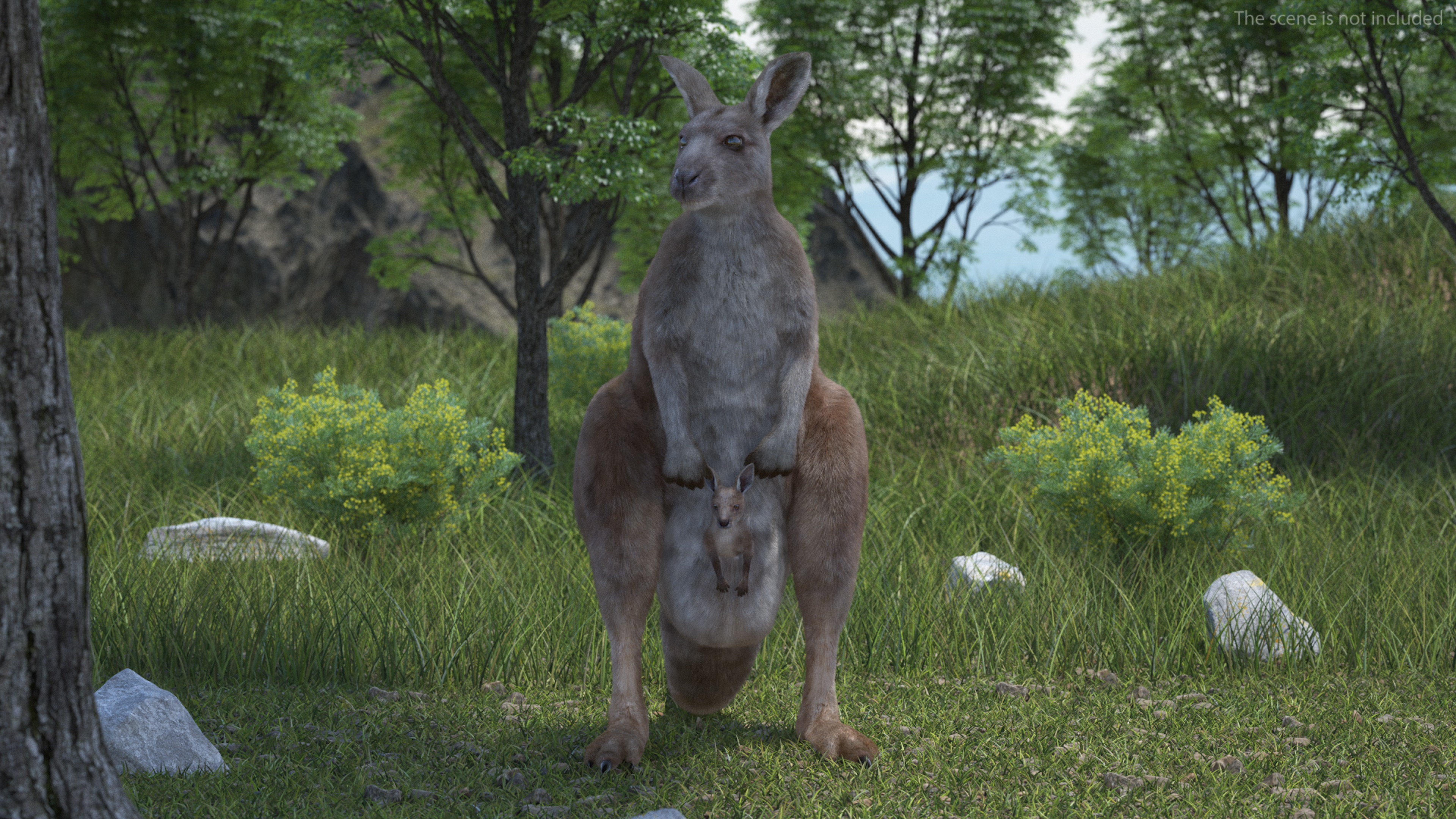 3D Mother Kangaroo with Baby Standing Fur model