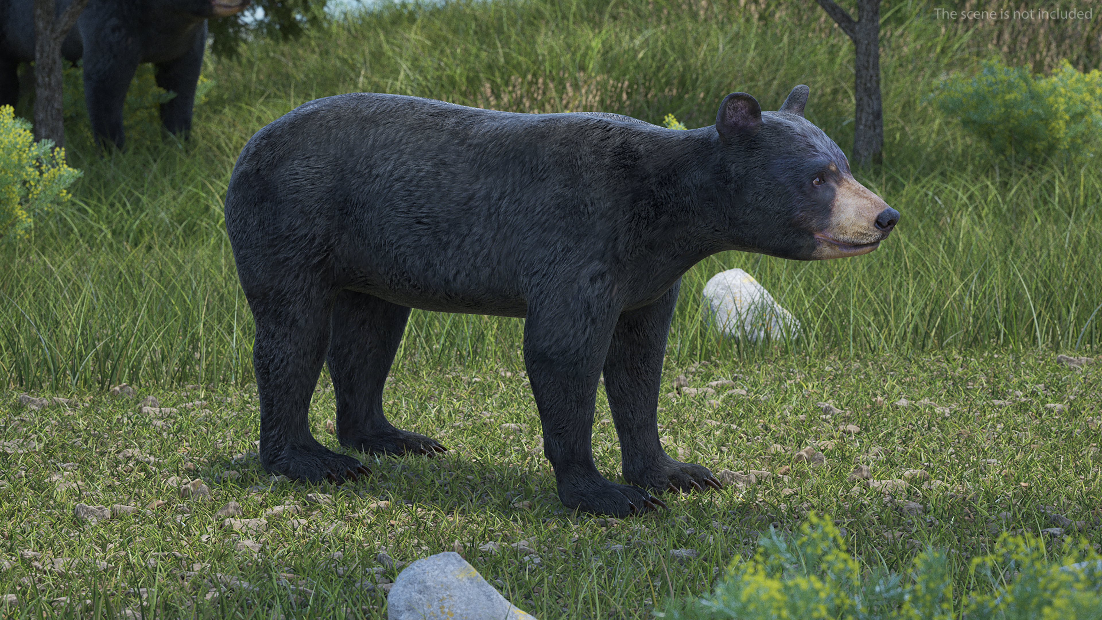 Young Black Bear Rigged for Maya 3D