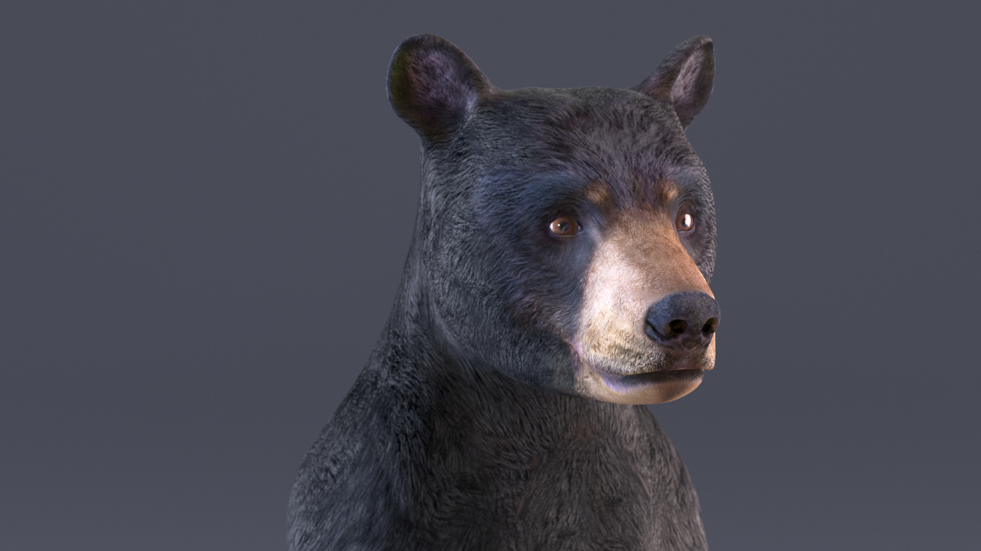 Young Black Bear Rigged for Maya 3D