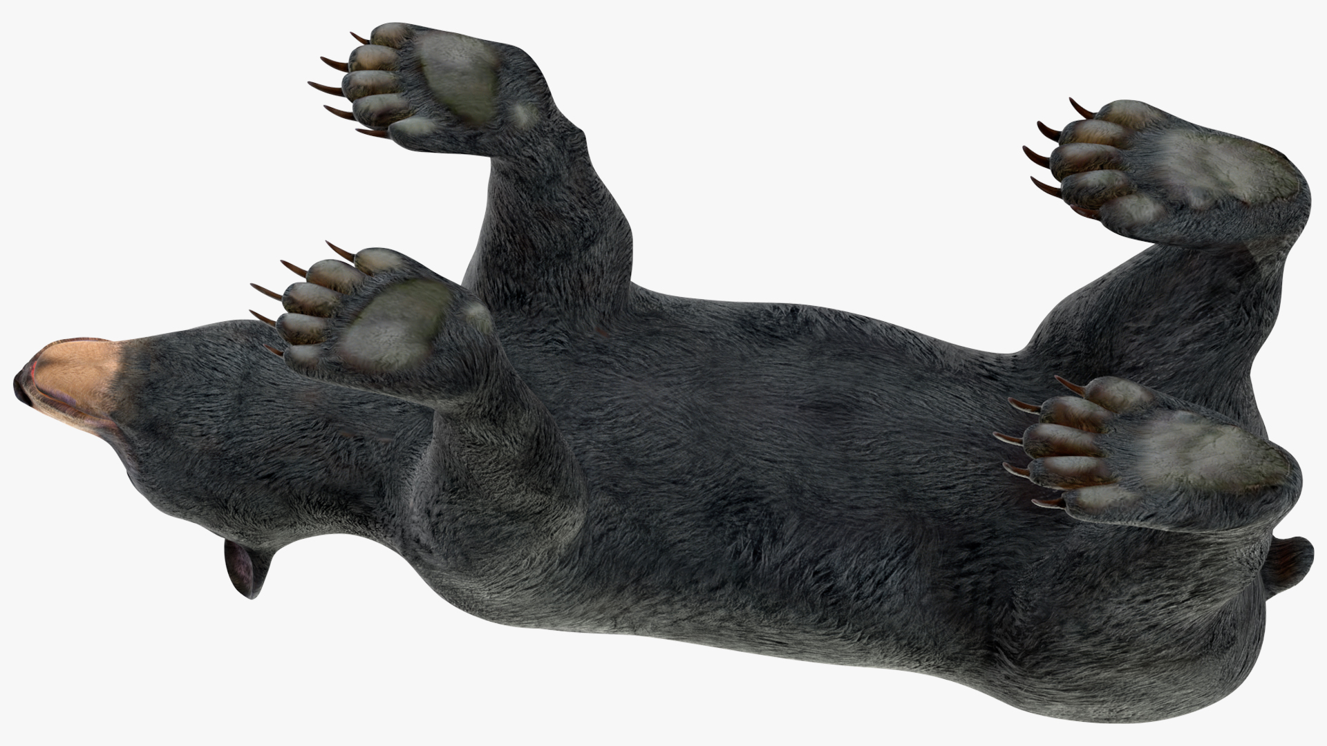 Young Black Bear Rigged for Maya 3D