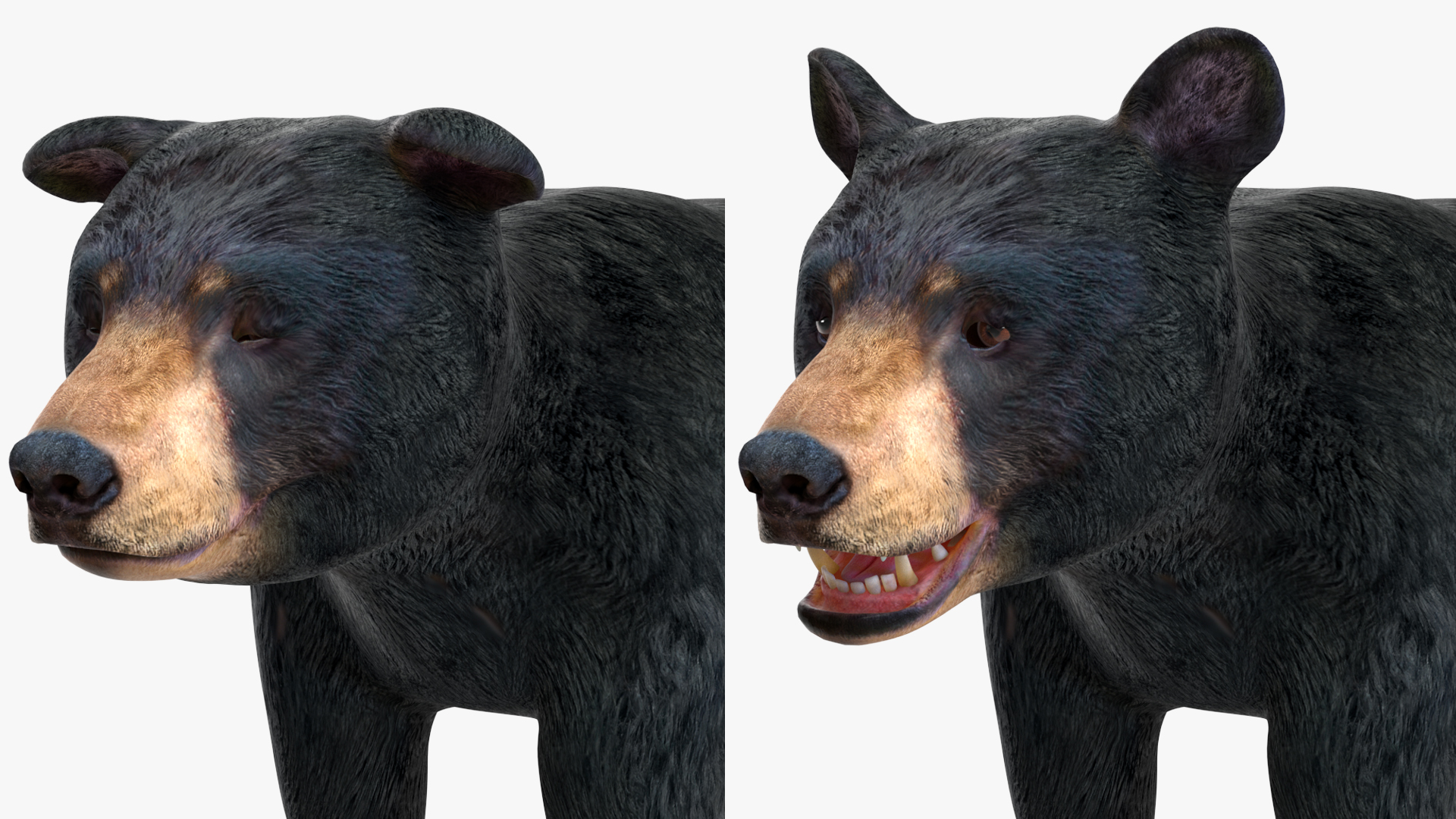 Young Black Bear Rigged for Maya 3D