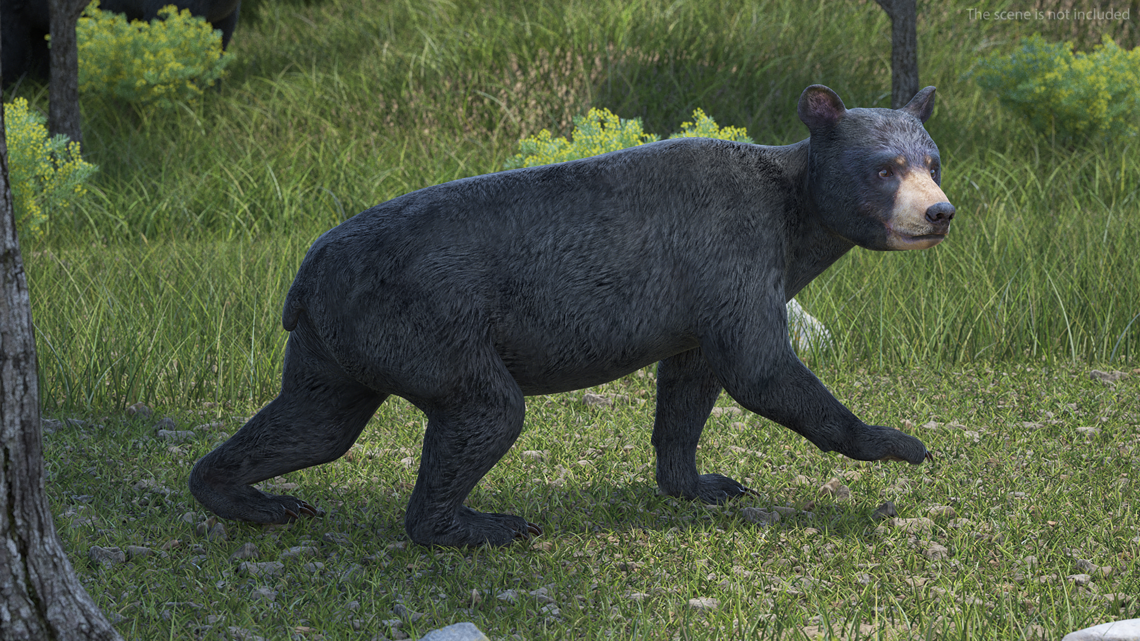 Young Black Bear Rigged for Maya 3D