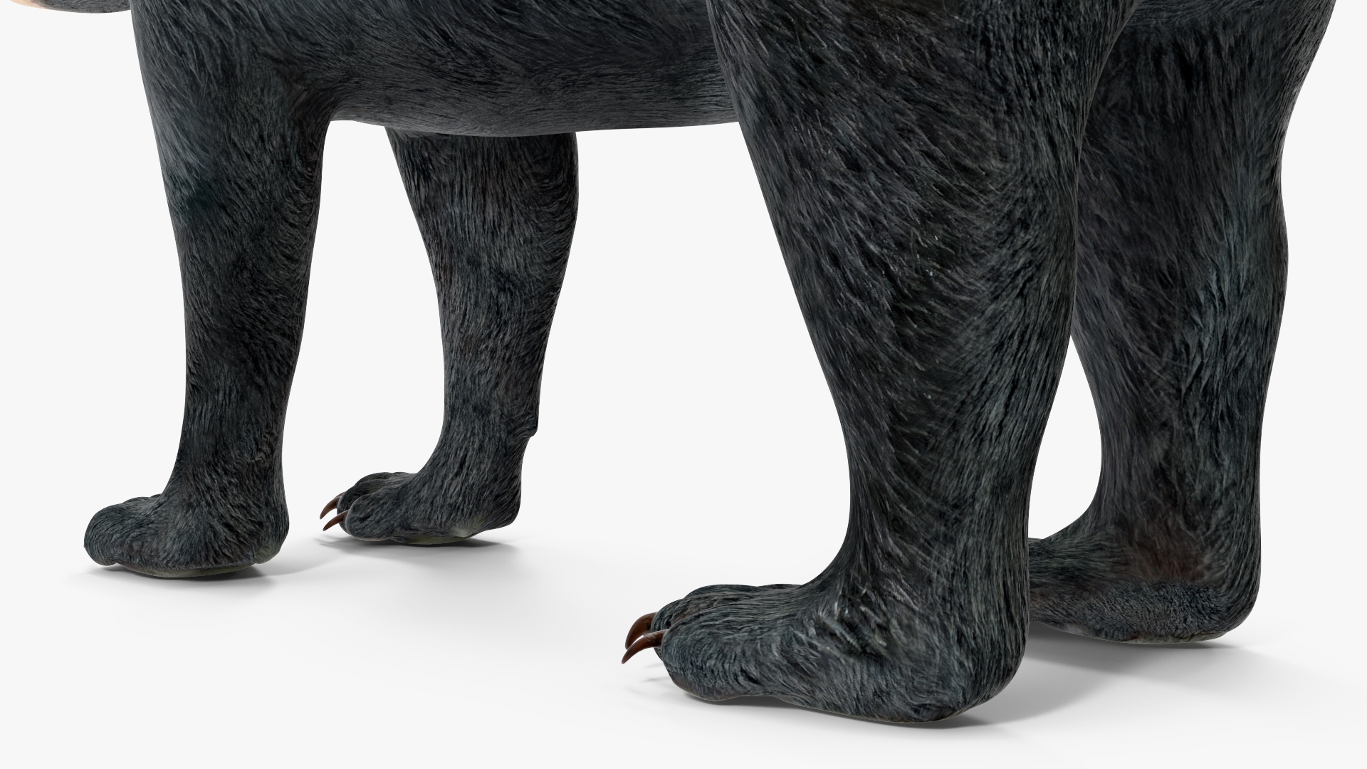 Young Black Bear Rigged for Maya 3D