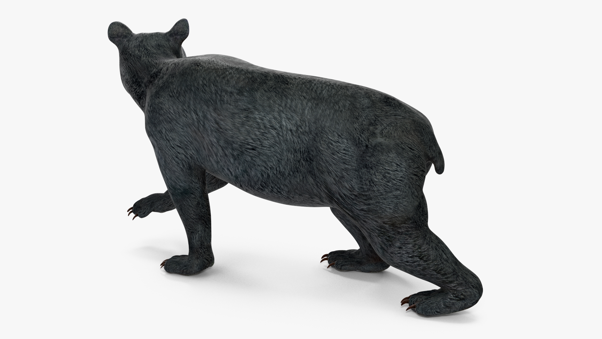 Young Black Bear Rigged for Maya 3D