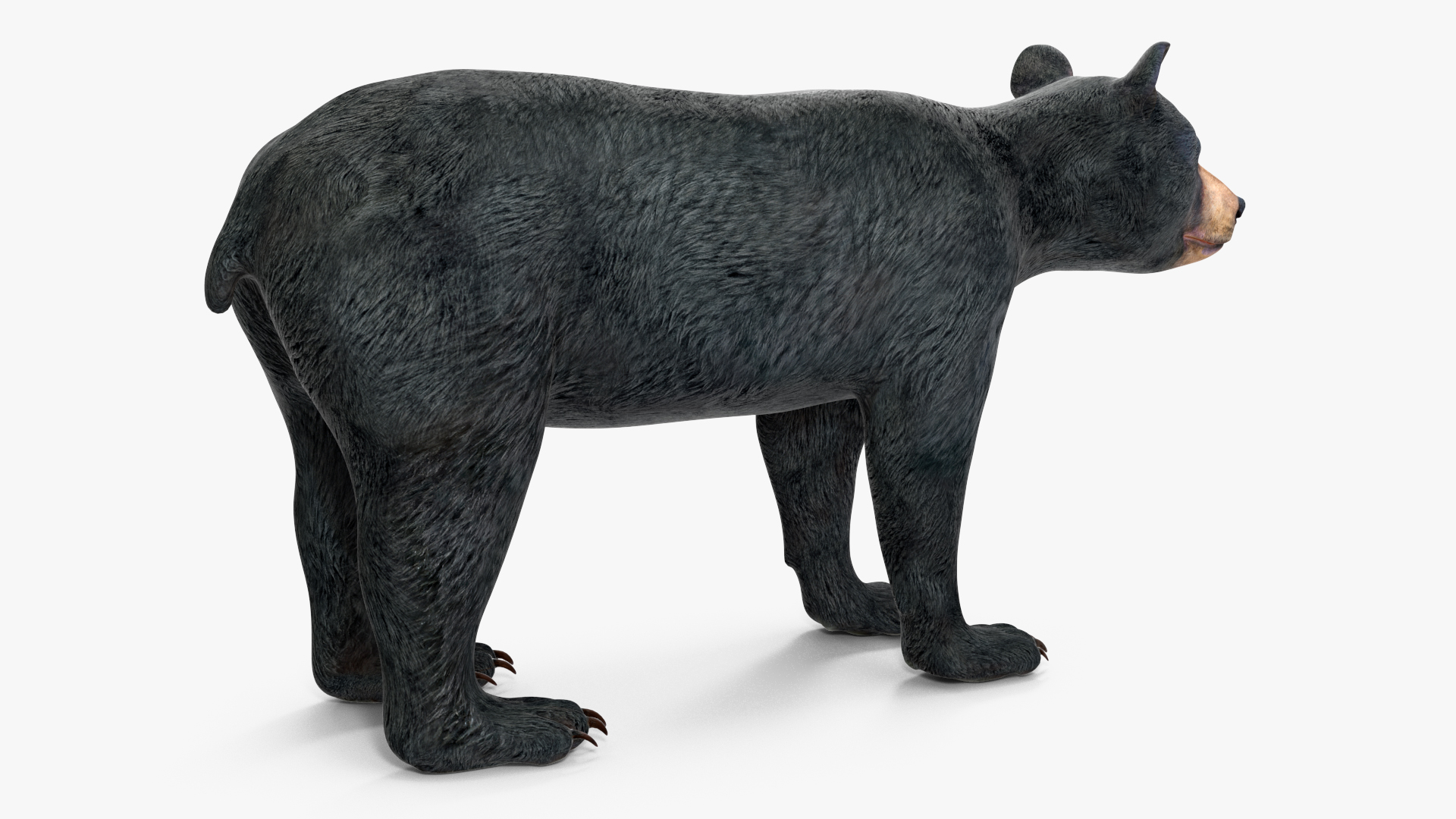 Young Black Bear Rigged for Maya 3D