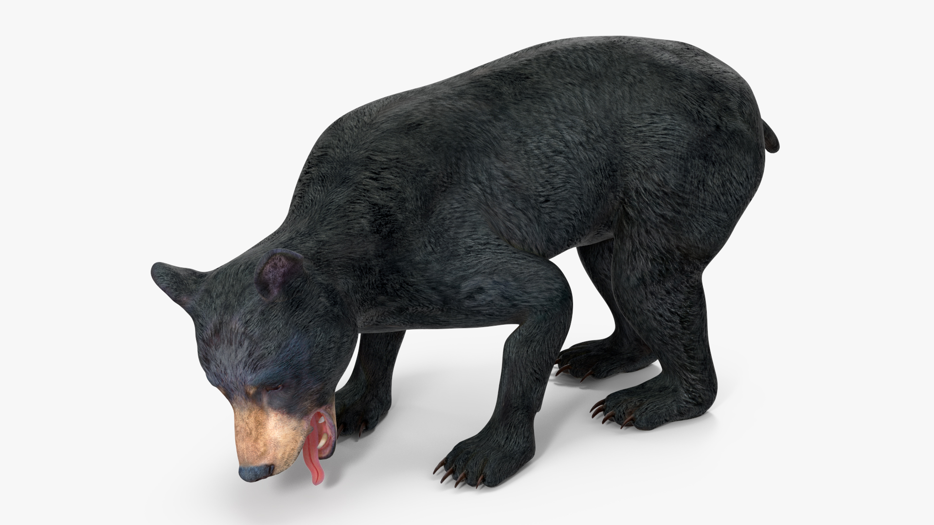 Young Black Bear Rigged for Maya 3D