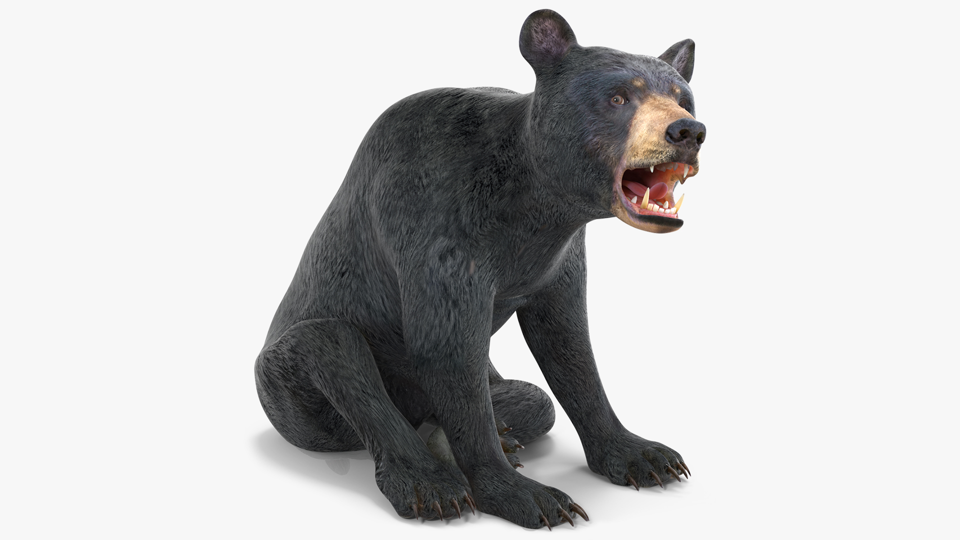 Young Black Bear Rigged for Maya 3D