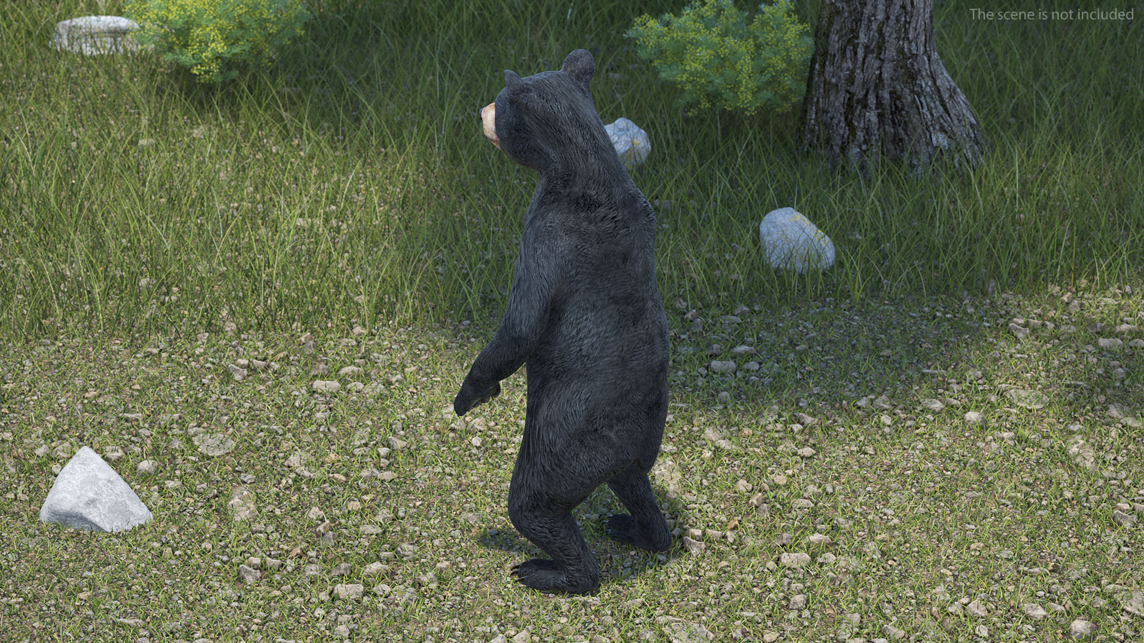 Young Black Bear Rigged for Maya 3D