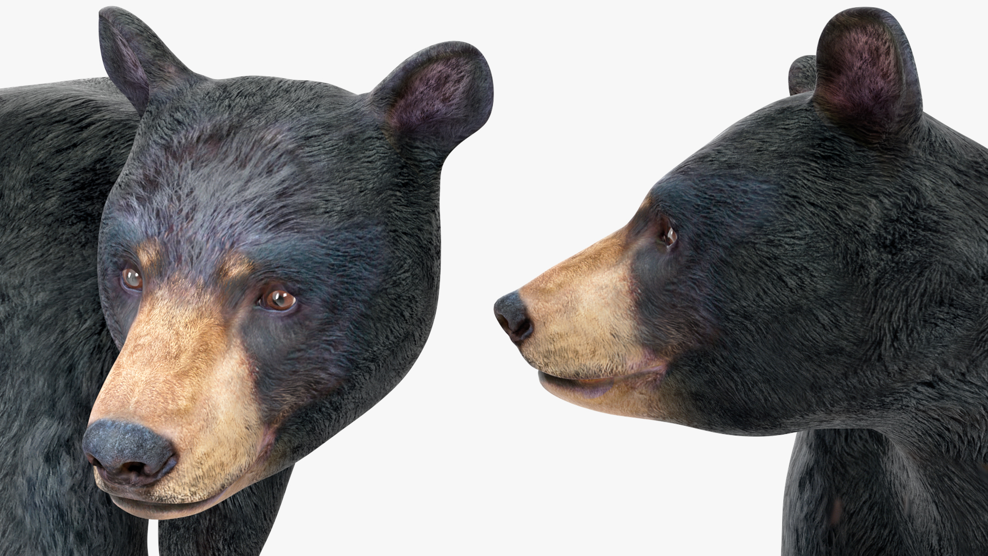 Young Black Bear Rigged for Maya 3D