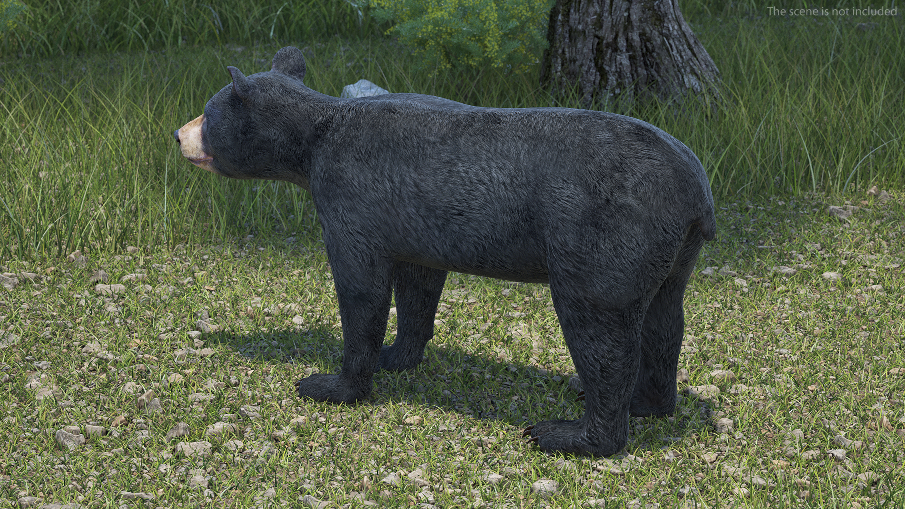 Young Black Bear Rigged for Maya 3D