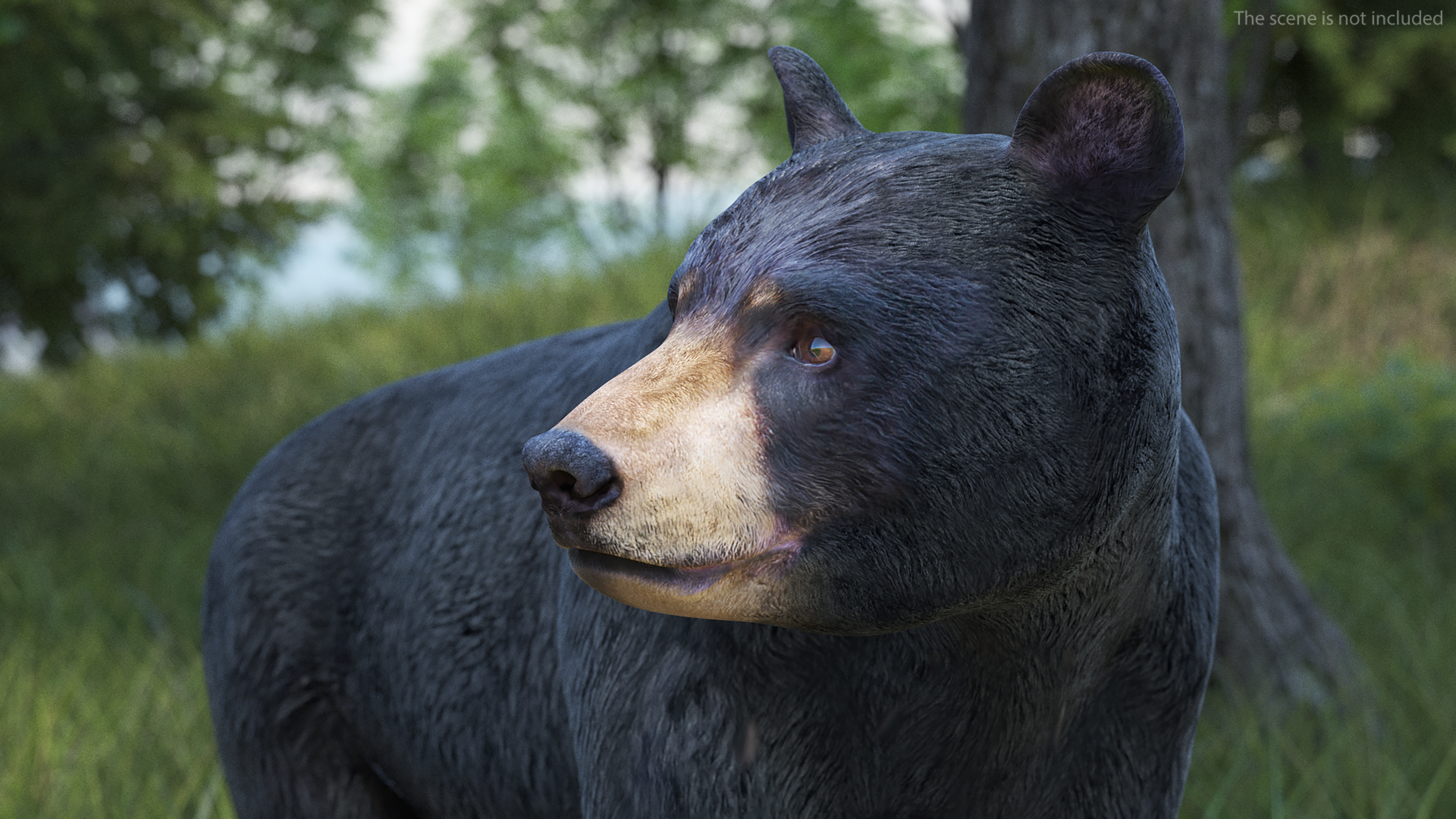 Young Black Bear Rigged for Maya 3D