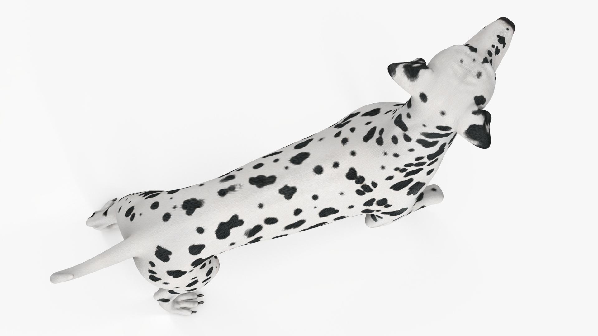 3D model Spotted Standing Dalmatian Dog