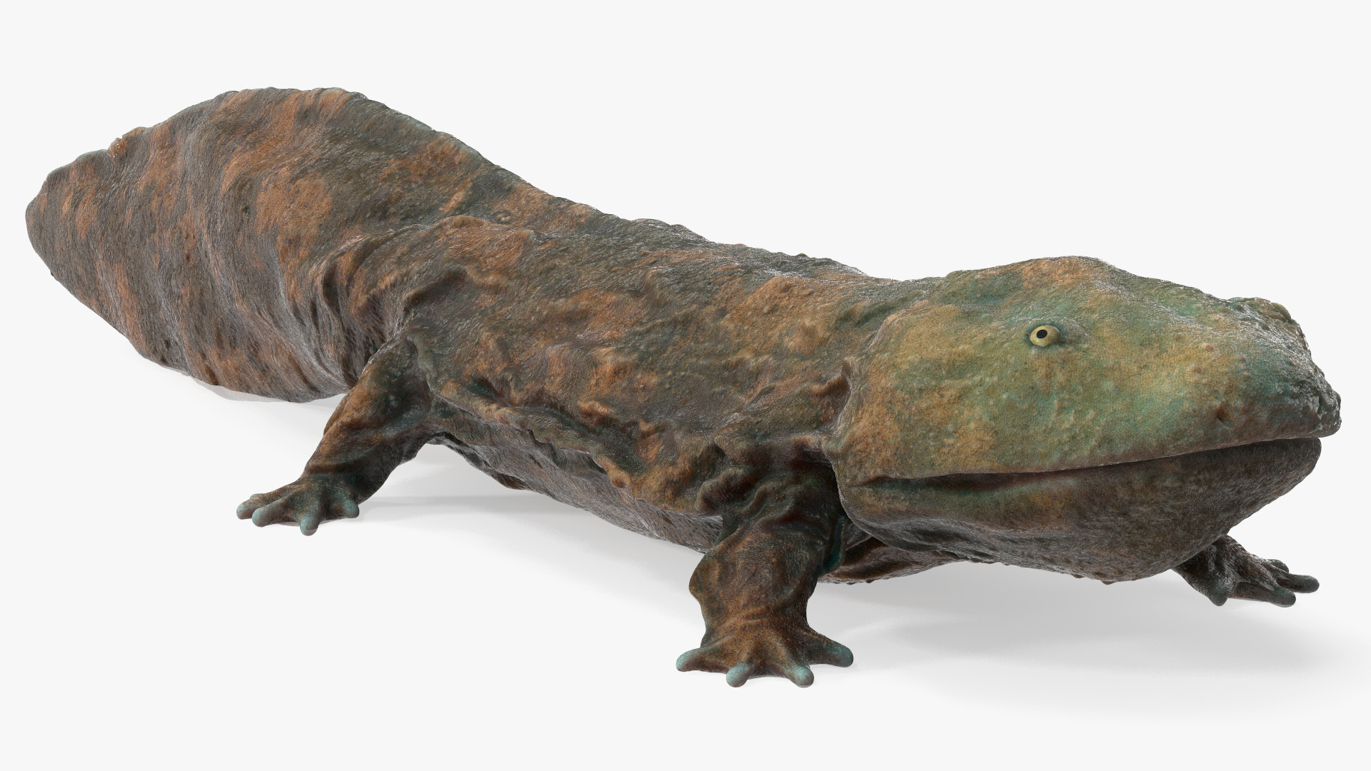 Aquatic Salamander Light Wet Rigged for Maya 3D model