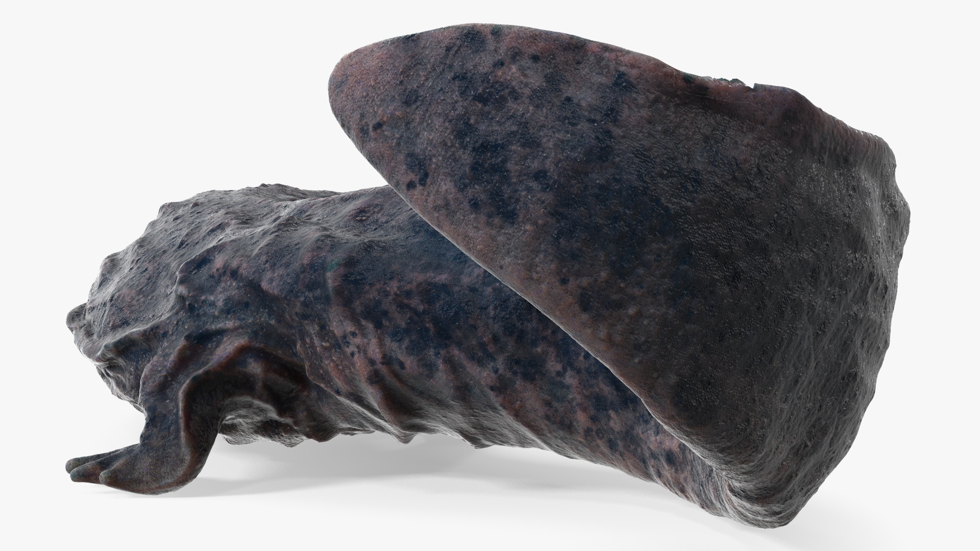 3D model Salamander Dark Wet Lying