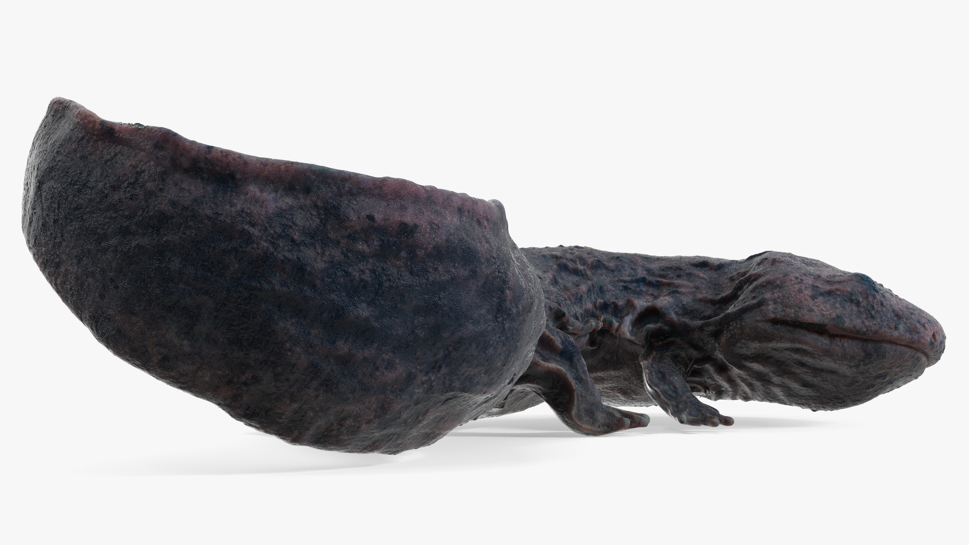 3D model Salamander Dark Wet Lying