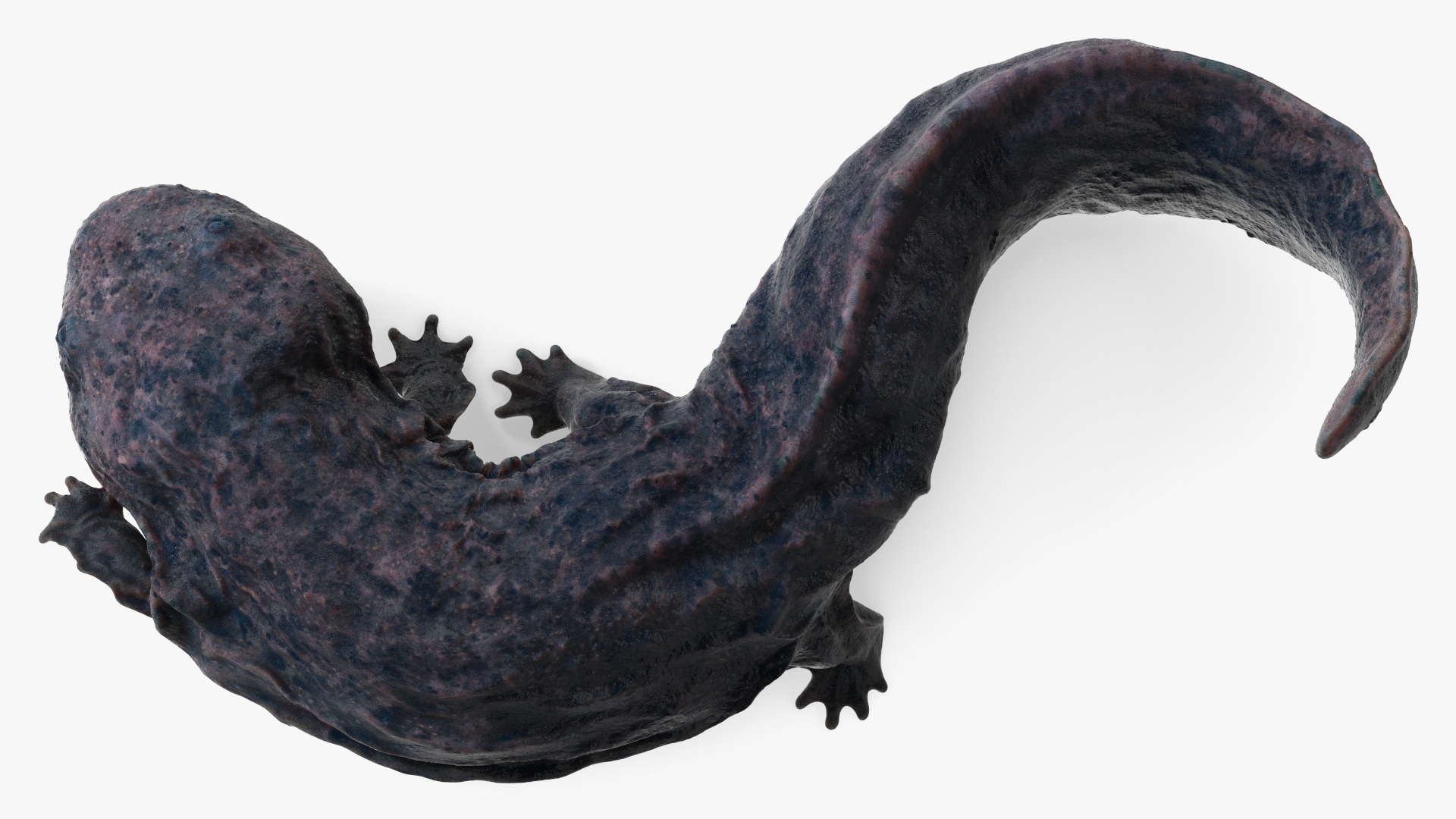 3D model Salamander Dark Wet Lying