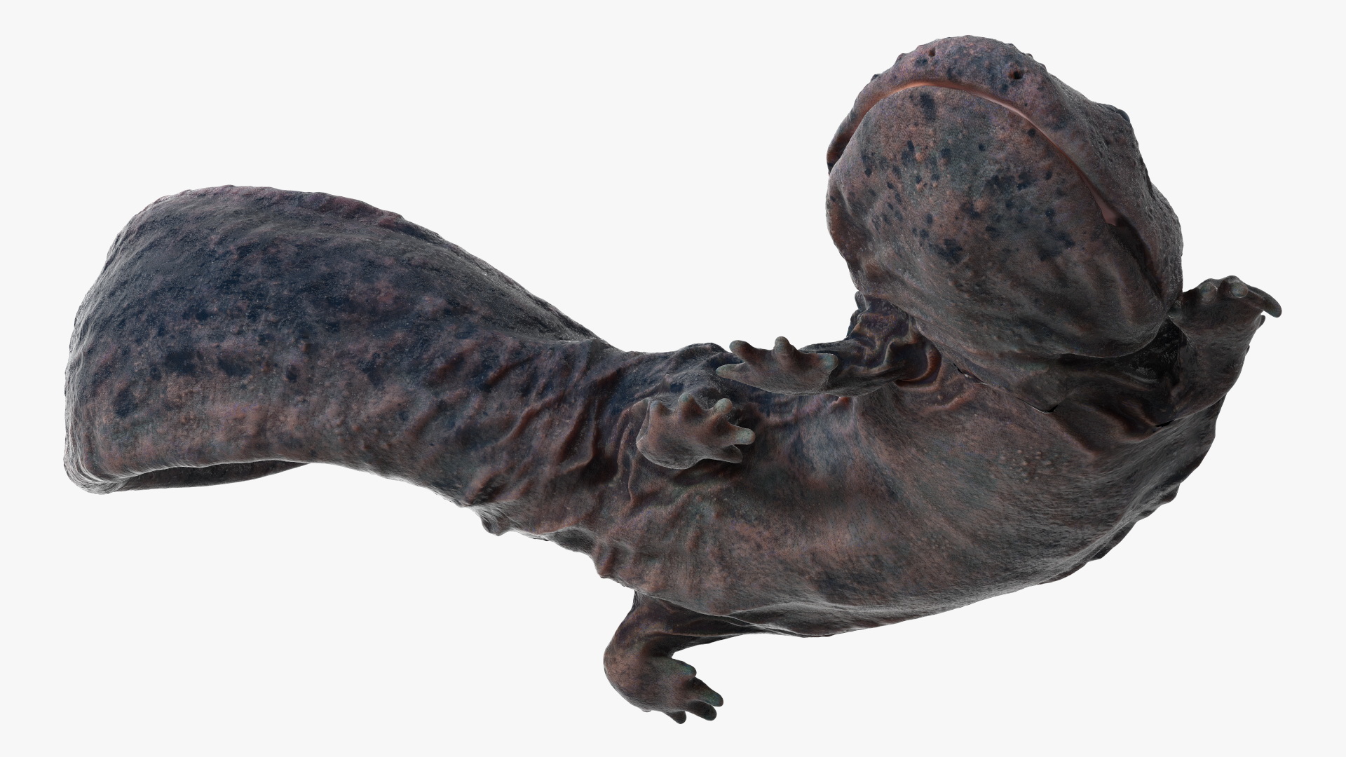 3D model Salamander Dark Wet Lying