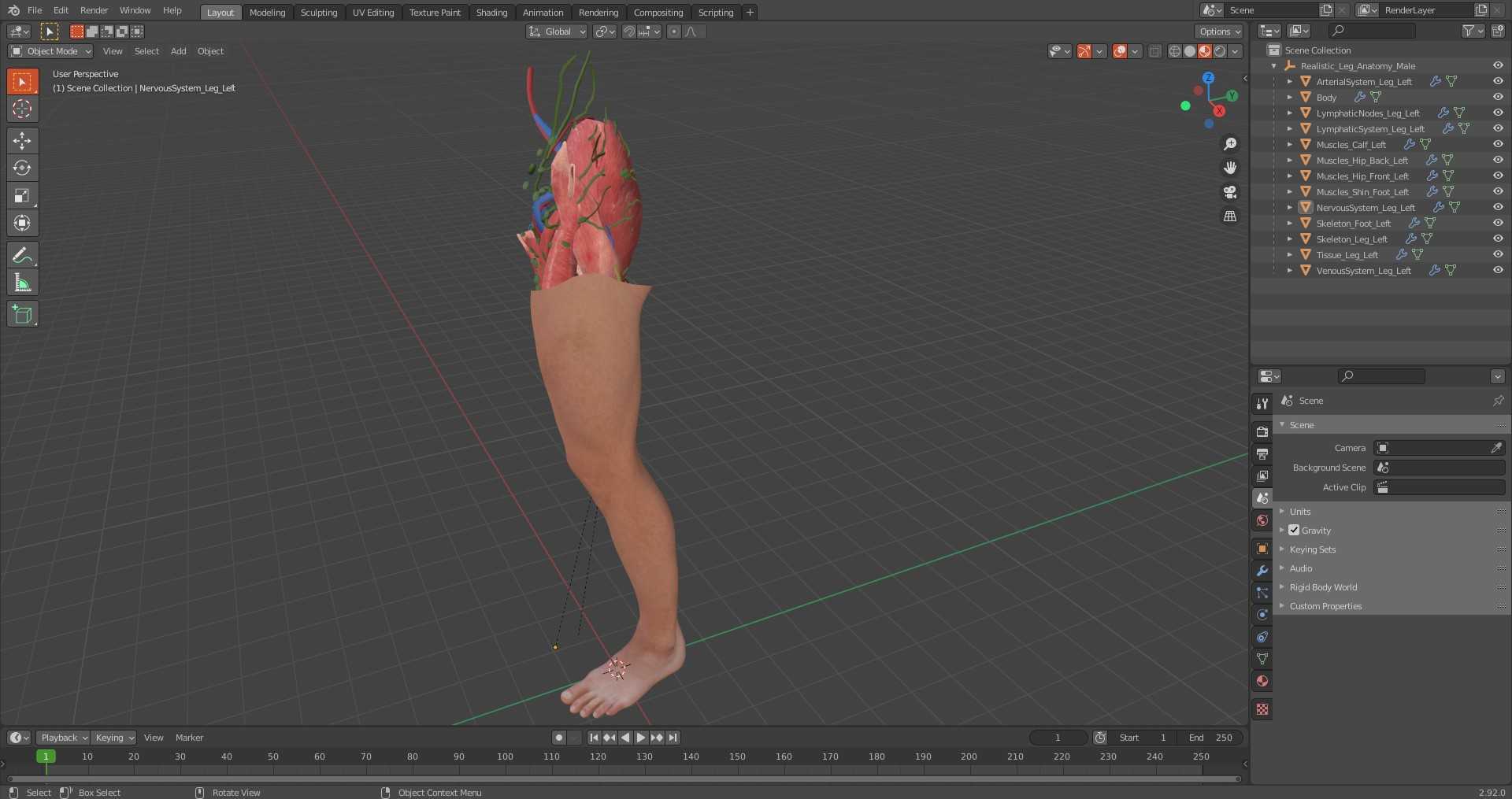 3D Realistic Leg Anatomy Male