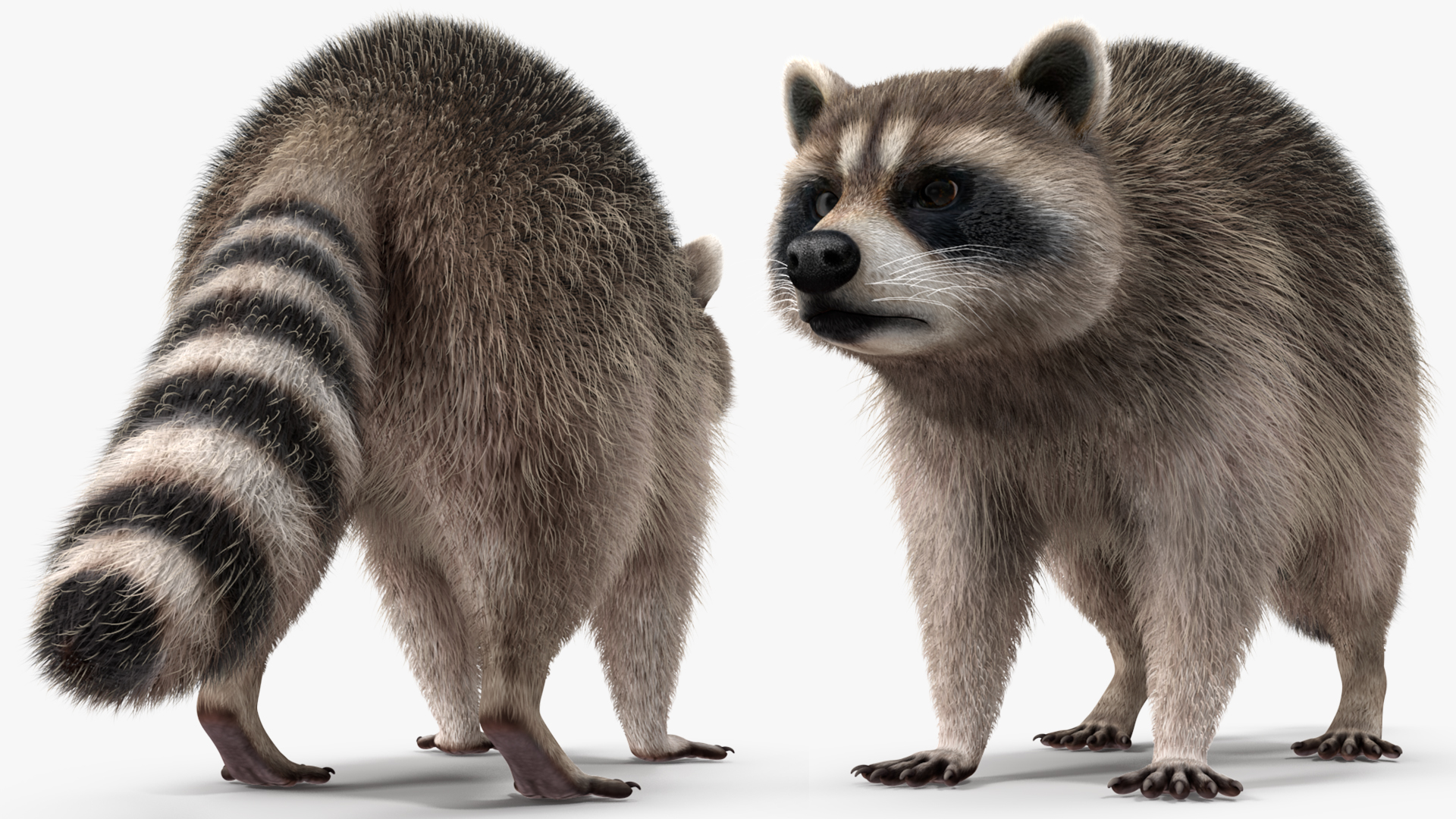 3D Raccoon Fur