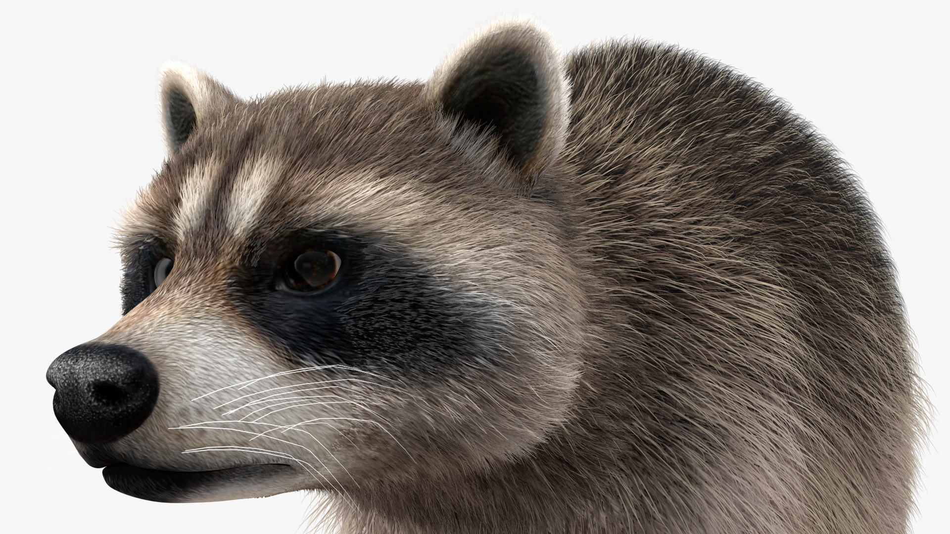 3D Raccoon Fur