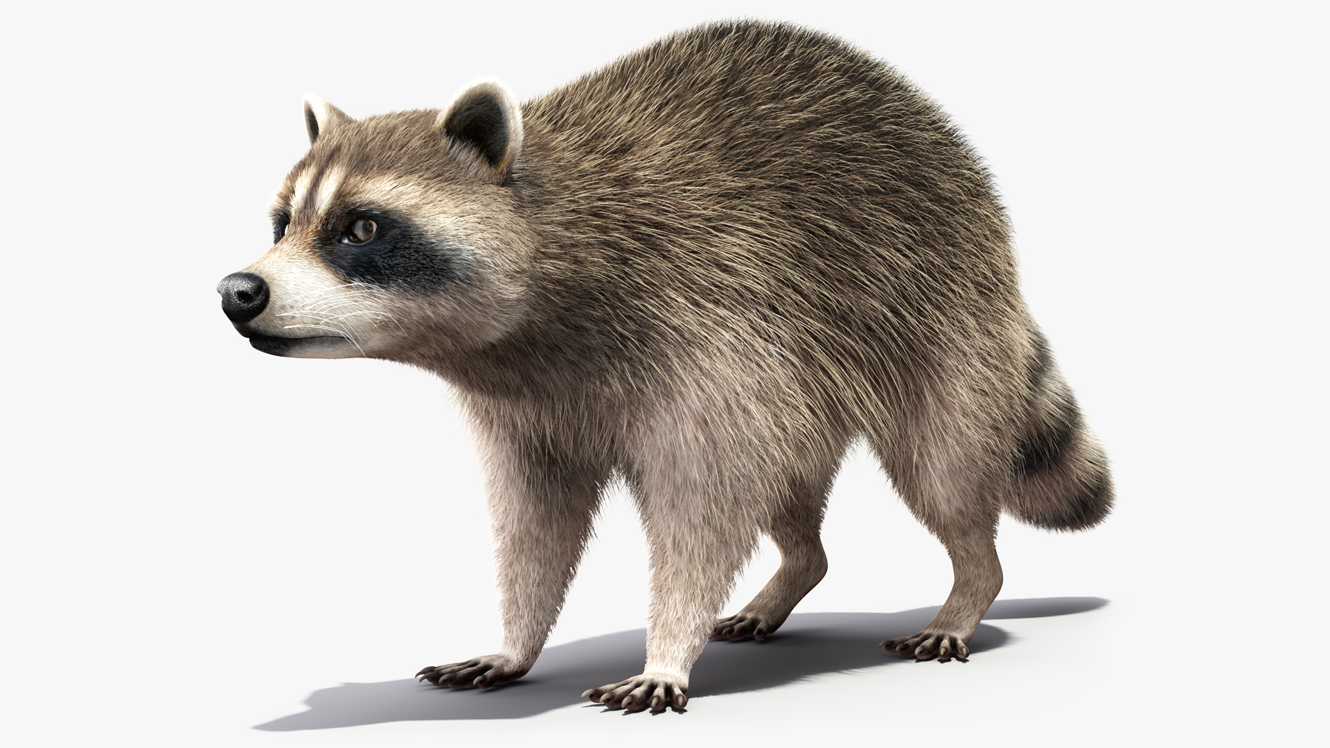 3D Raccoon Fur