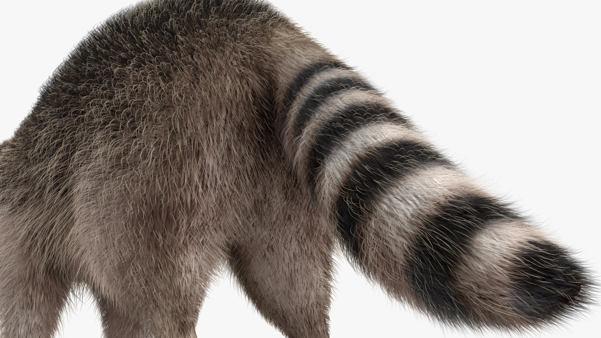 3D Raccoon Fur